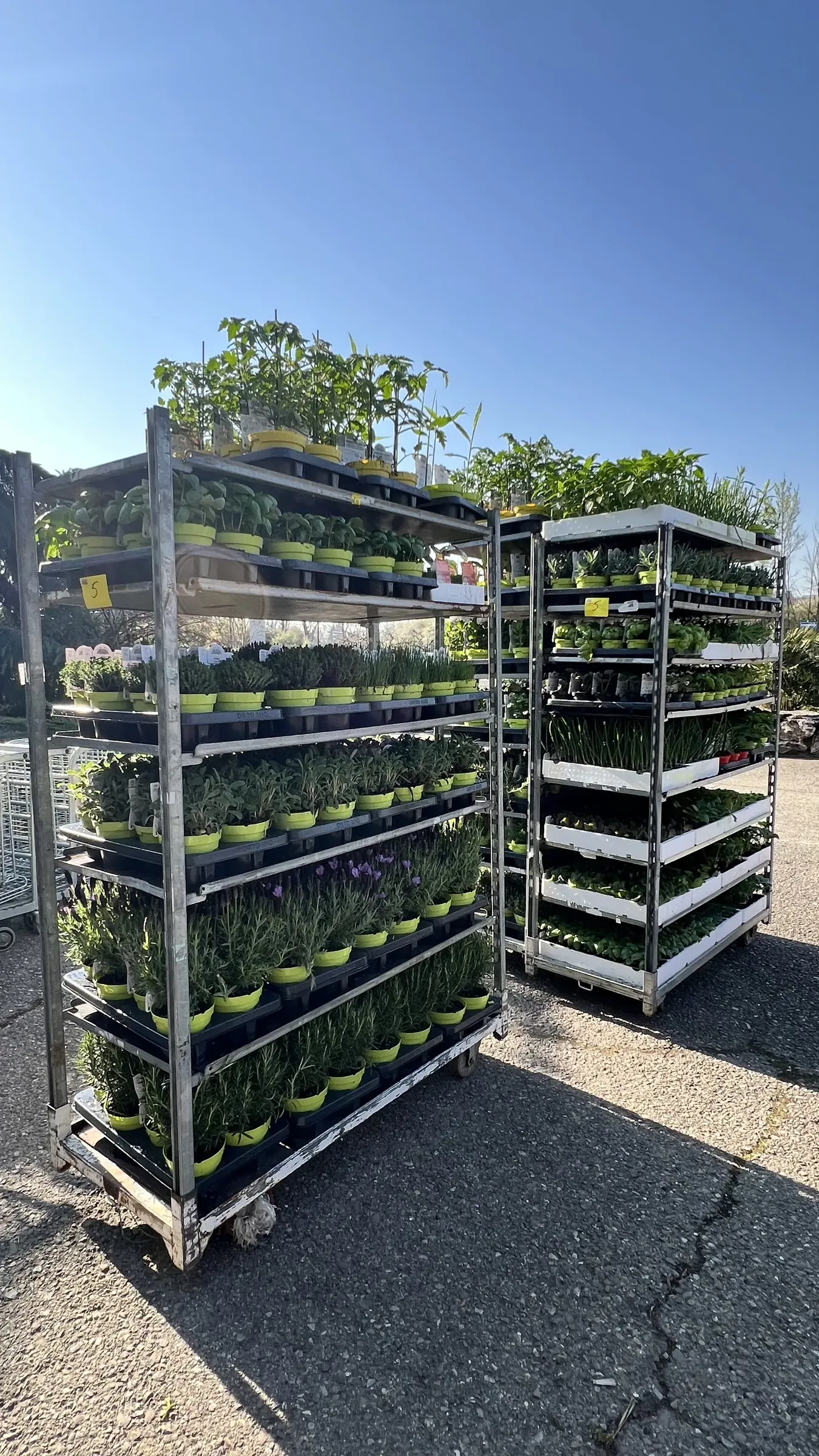 Due carrelli a ripiani pieni di piantine aromatiche in vaso, fermi sul piazzale sotto il cielo sereno