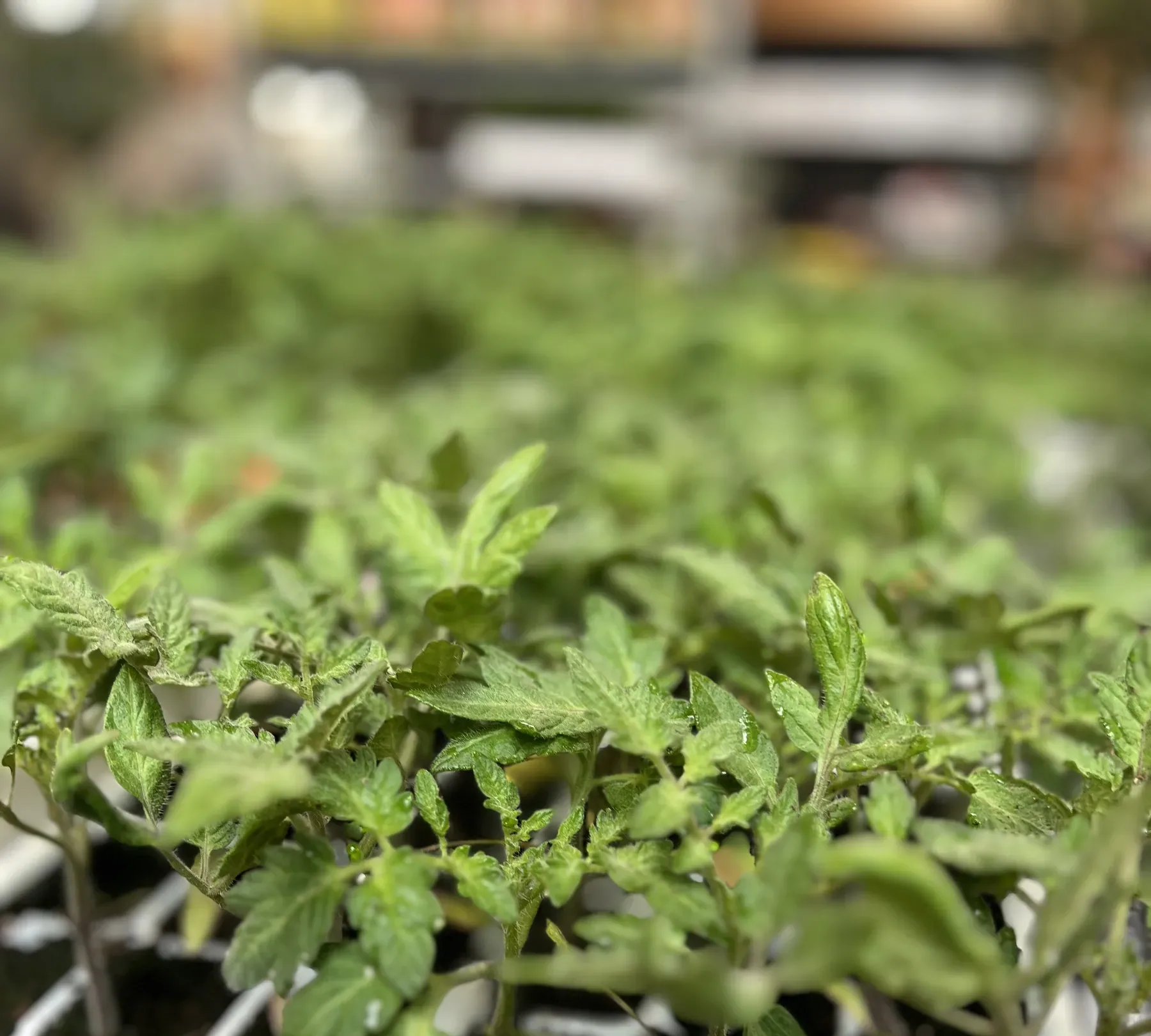Un vassoio fitto di piantine di pomodoro appena nate, con le file successive sfocate sullo sfondo