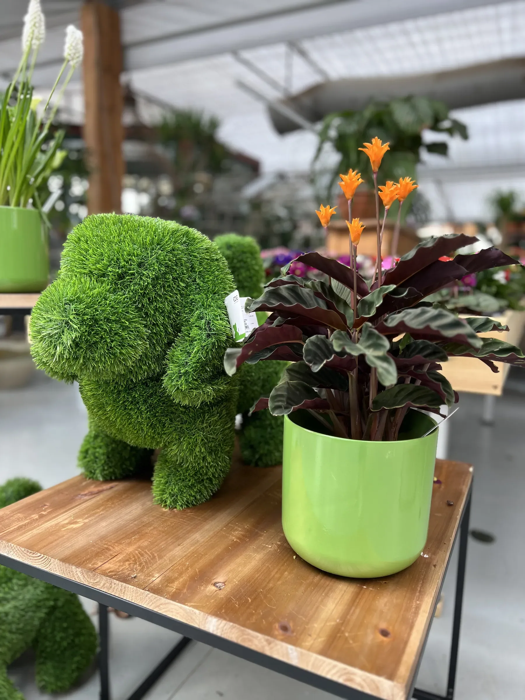 Un cane rivestito di erba sintetica su un tavolino di legno, accanto a una calathea dai fiori arancioni in un vaso verde mela
