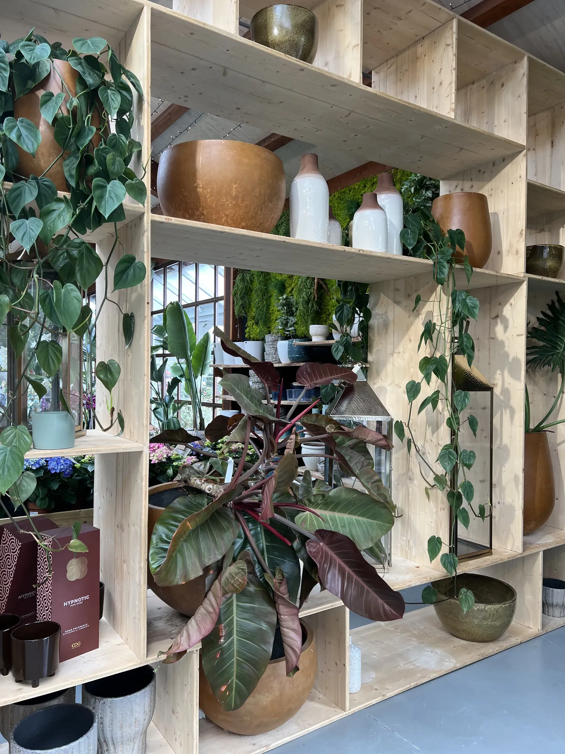 Libreria a caselle in legno chiaro con vasi di terracotta e ceramica bianca, un filodendro dalle foglie rossicce e rami di potos che ricadono