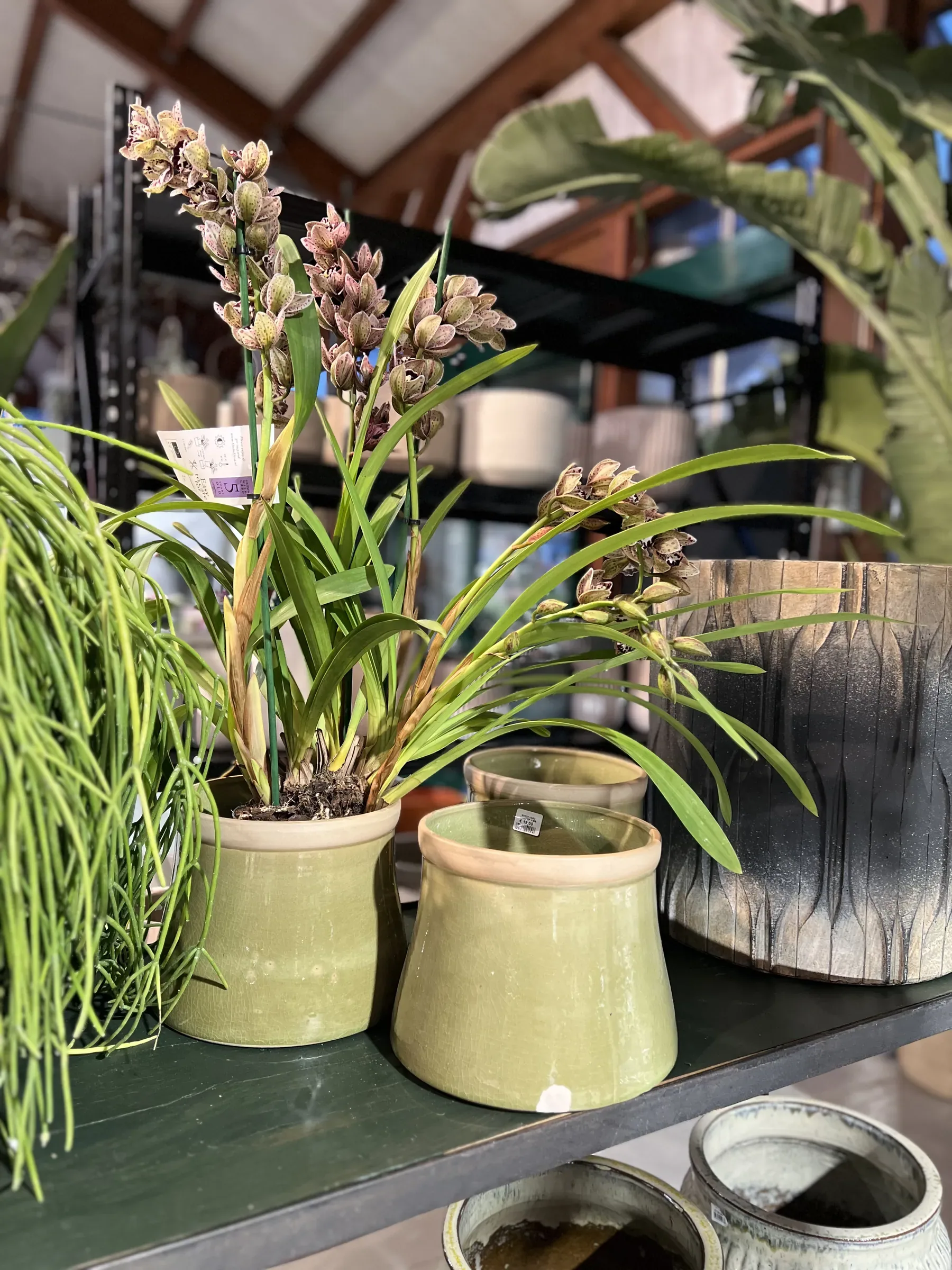 Orchidee dai fiori rosati in vasi smaltati verde oliva su un ripiano scuro, accanto a un grande vaso sfumato
