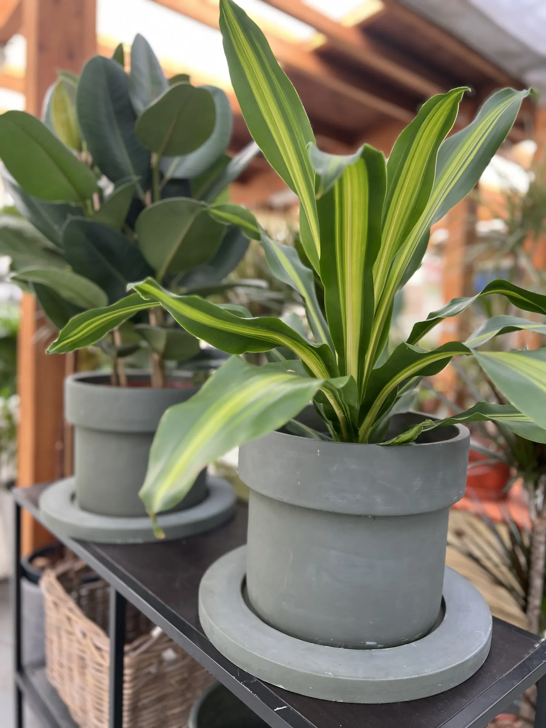 Un ficus e una dracena dalle foglie striate in vasi grigi con il loro sottovaso largo, su uno scaffale di ferro