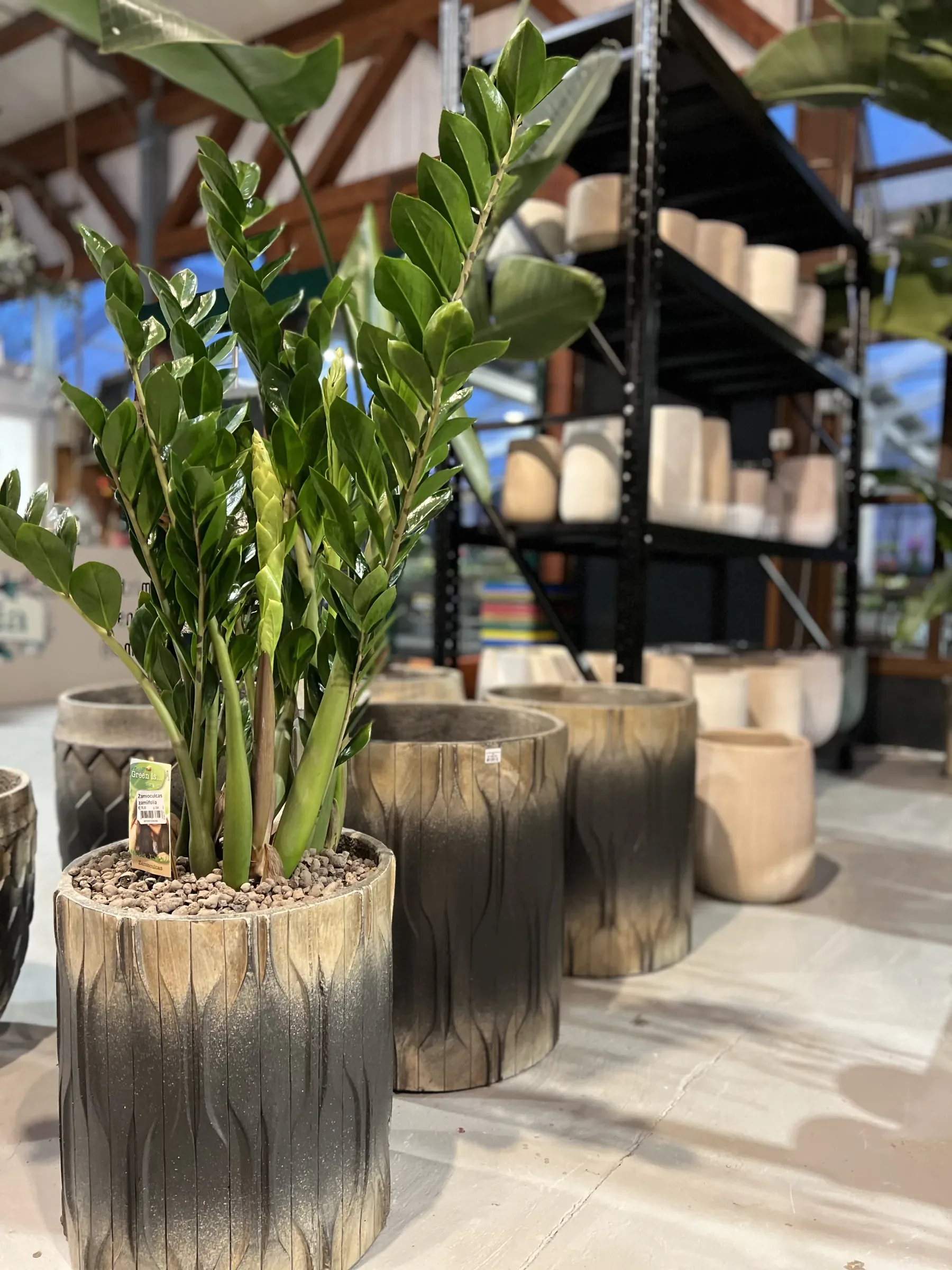 Zamioculcas in un vaso cilindrico sfumato dal legno chiaro al nero, davanti ad altri vasi uguali in fila sul pavimento