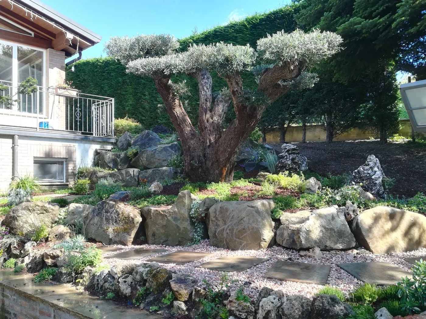 Scarpata sistemata a massi di pietra chiara con olivo potato a nuvola al centro, tappezzanti fra le rocce e siepe di lauro sul fondo