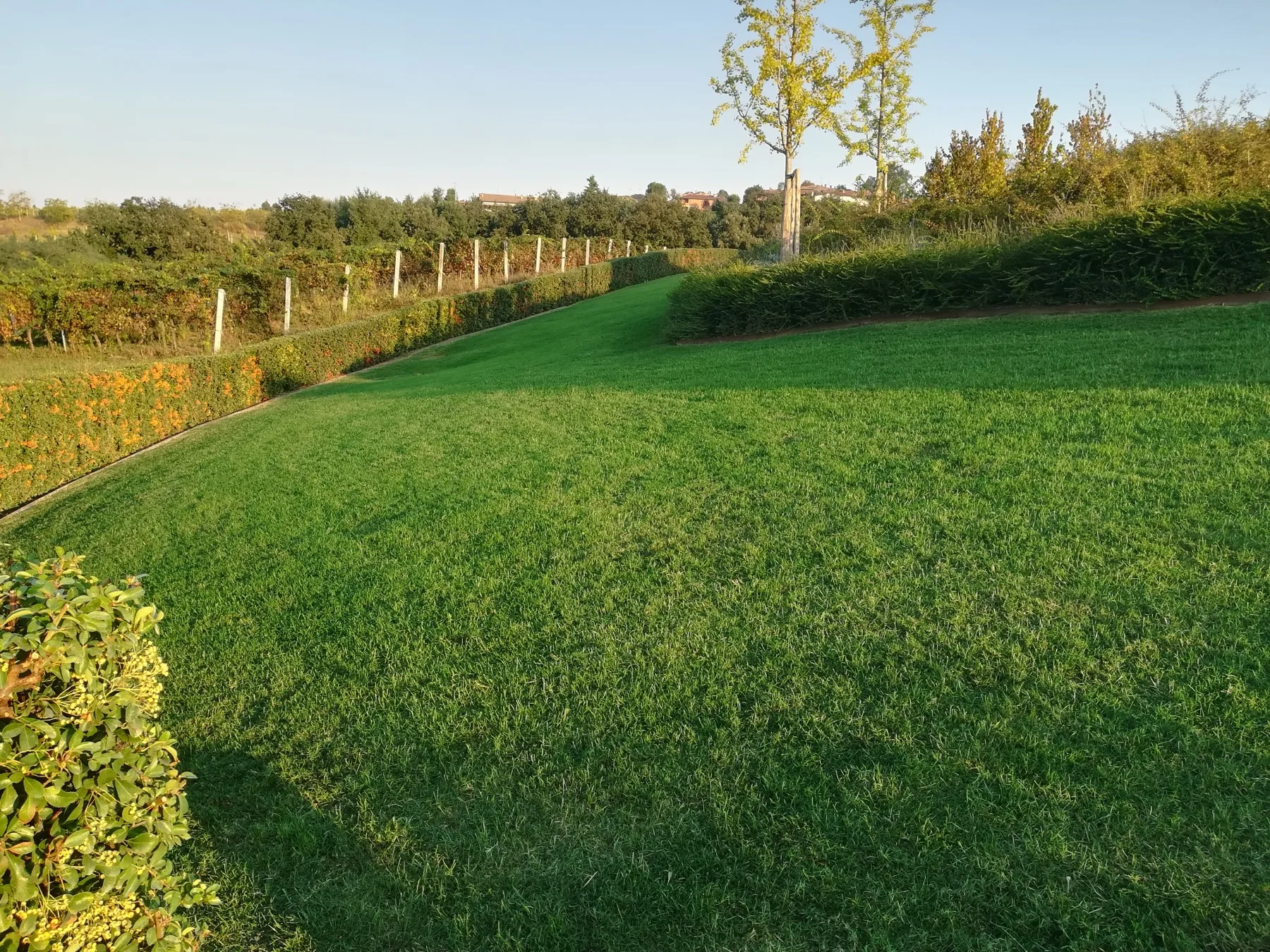 Prato in pendenza tagliato corto fra siepe e filare di vite, con alberi dalla chioma gialla in controluce di fine giornata