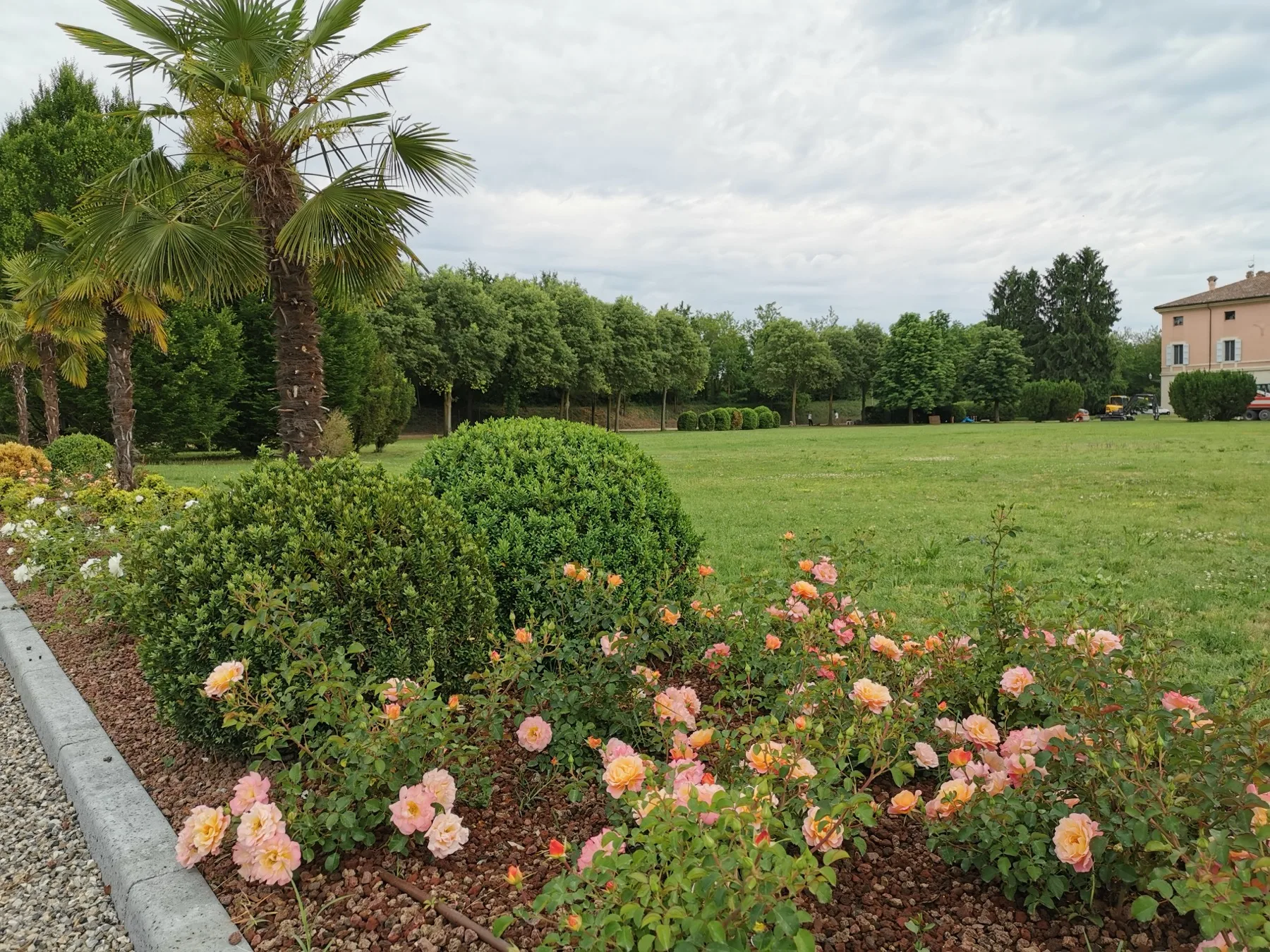 Prato grande con bordura di rose color pesca, sfere di bosso e palme, chiuso in fondo da un filare di alberi