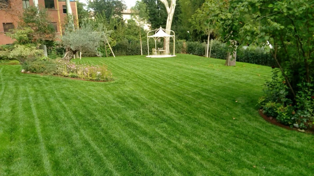 Prato appena tagliato con le strisce chiare e scure della macchina, bordura curva di arbusti e gazebo bianco in fondo