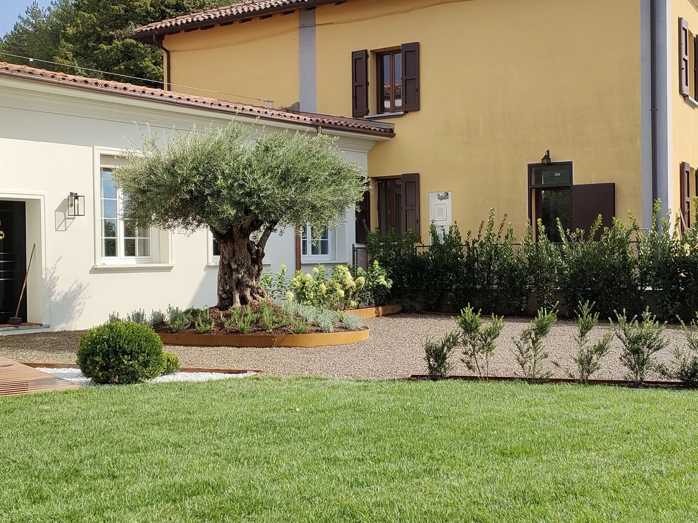Olivo secolare in aiuola in corten davanti a una casa