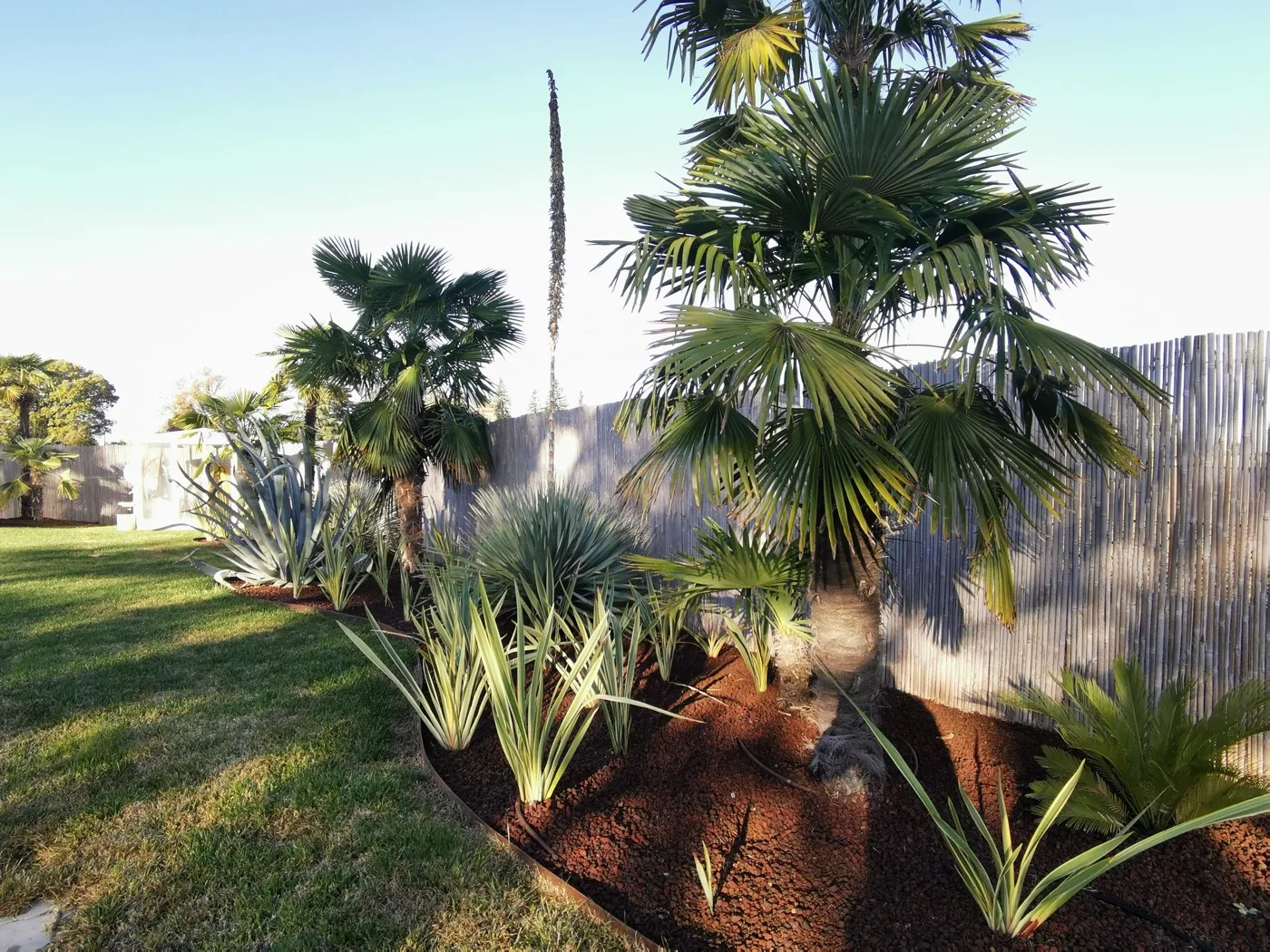 Bordura esotica di palme e agavi su lapillo, nella luce del tardo pomeriggio