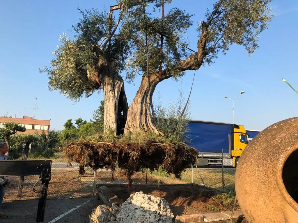 Olivo secolare con la zolla di radici scoperta, accanto a una grande giara di terracotta