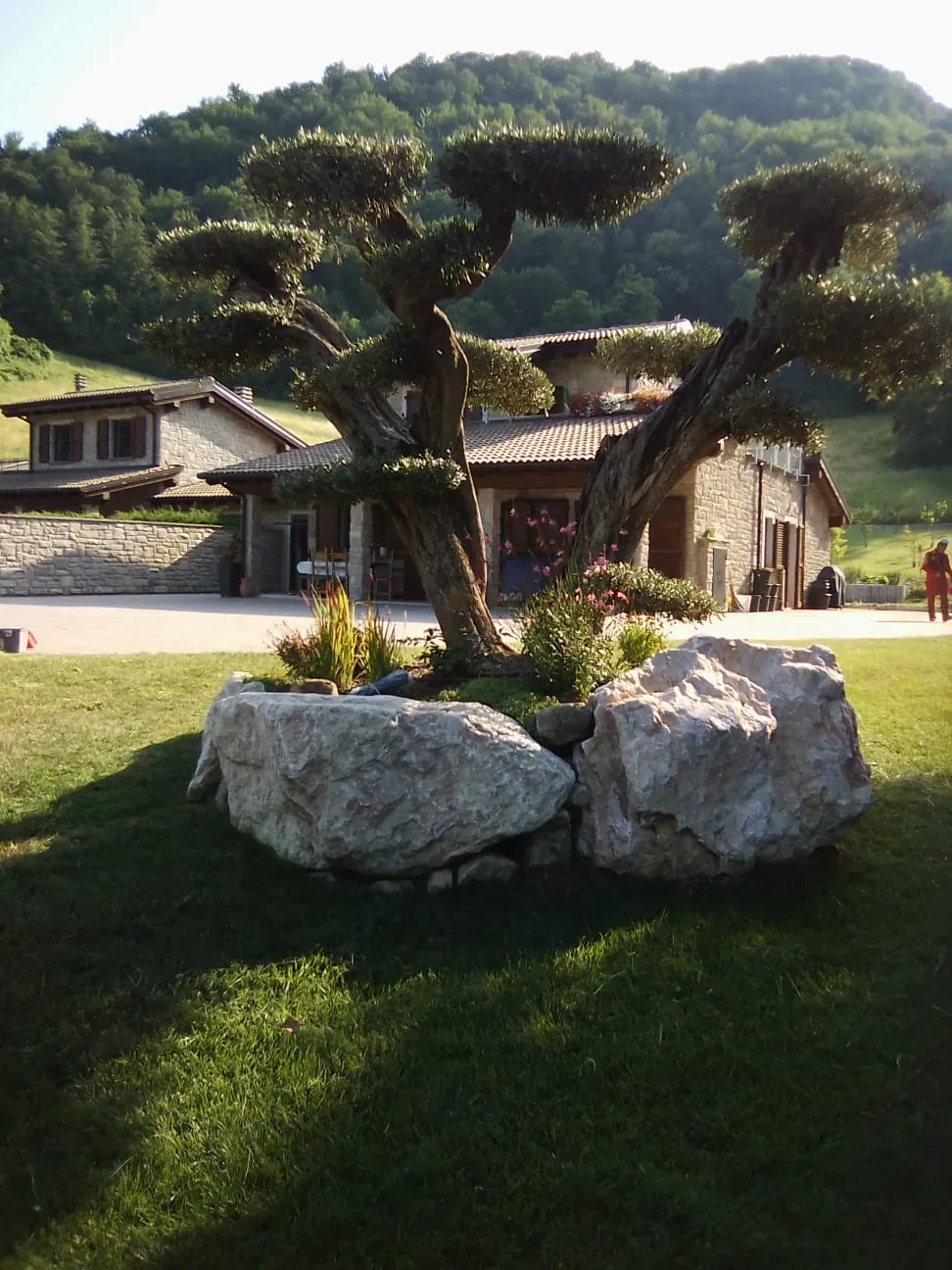 Olivo potato a nuvola fra due grandi massi bianchi in mezzo al prato, davanti a un casale in pietra ai piedi di una collina boscosa