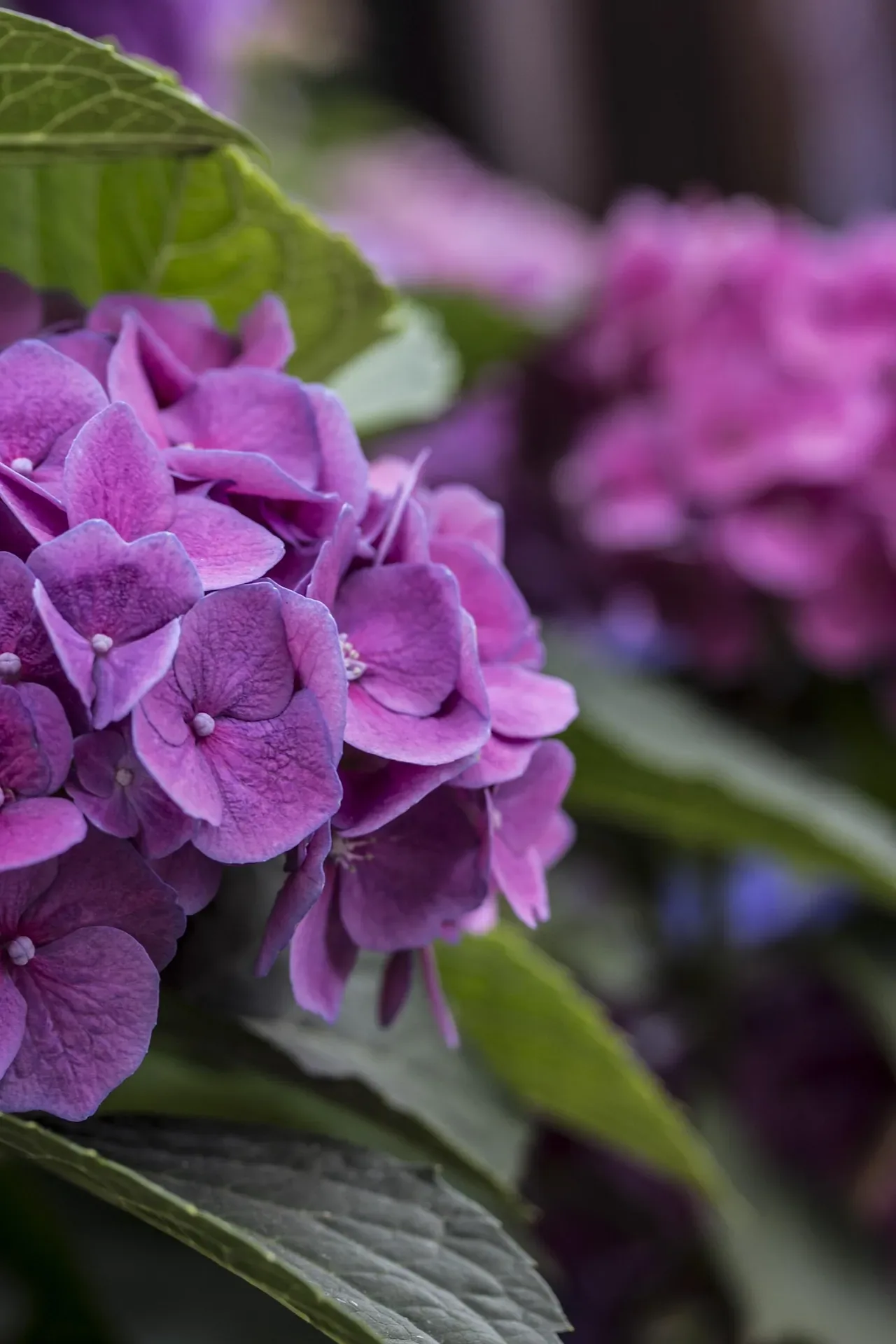 Ortensia viola in fiore vista da vicino, con altre infiorescenze rosa sullo sfondo