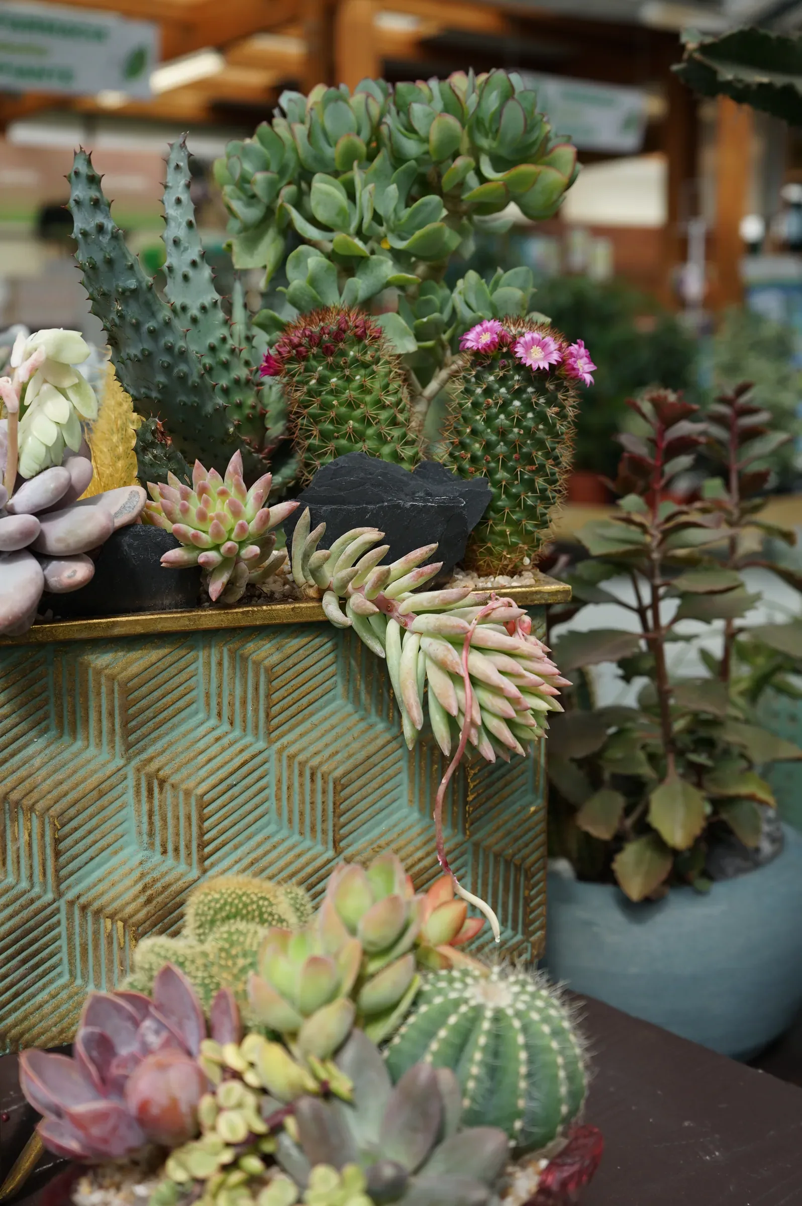 Piante grasse e cactus fioriti in un vaso verde a rilievi geometrici, con succulente rosate in primo piano