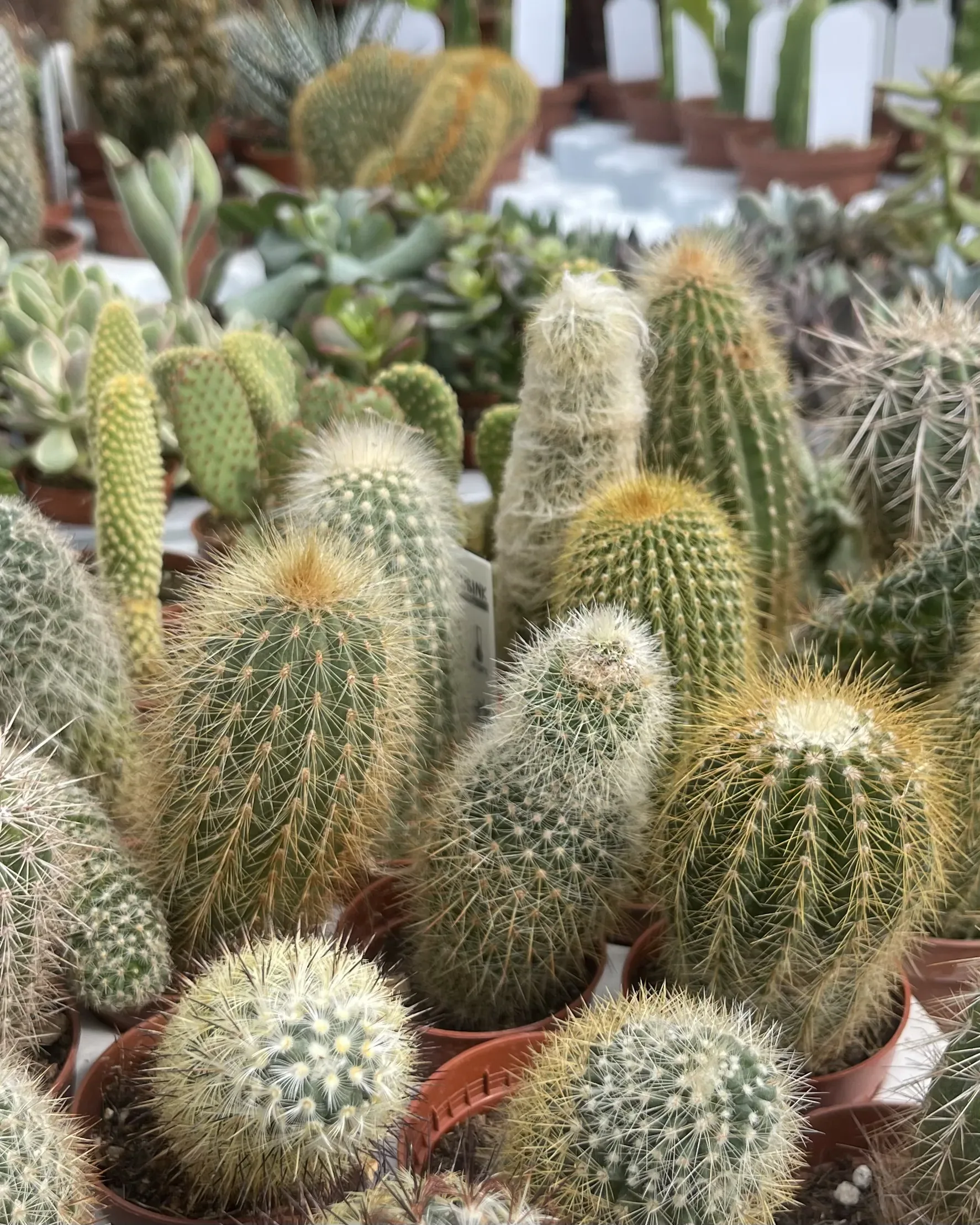 Cactus a colonna e a palla in vasetti, fitti sul banco delle piante grasse
