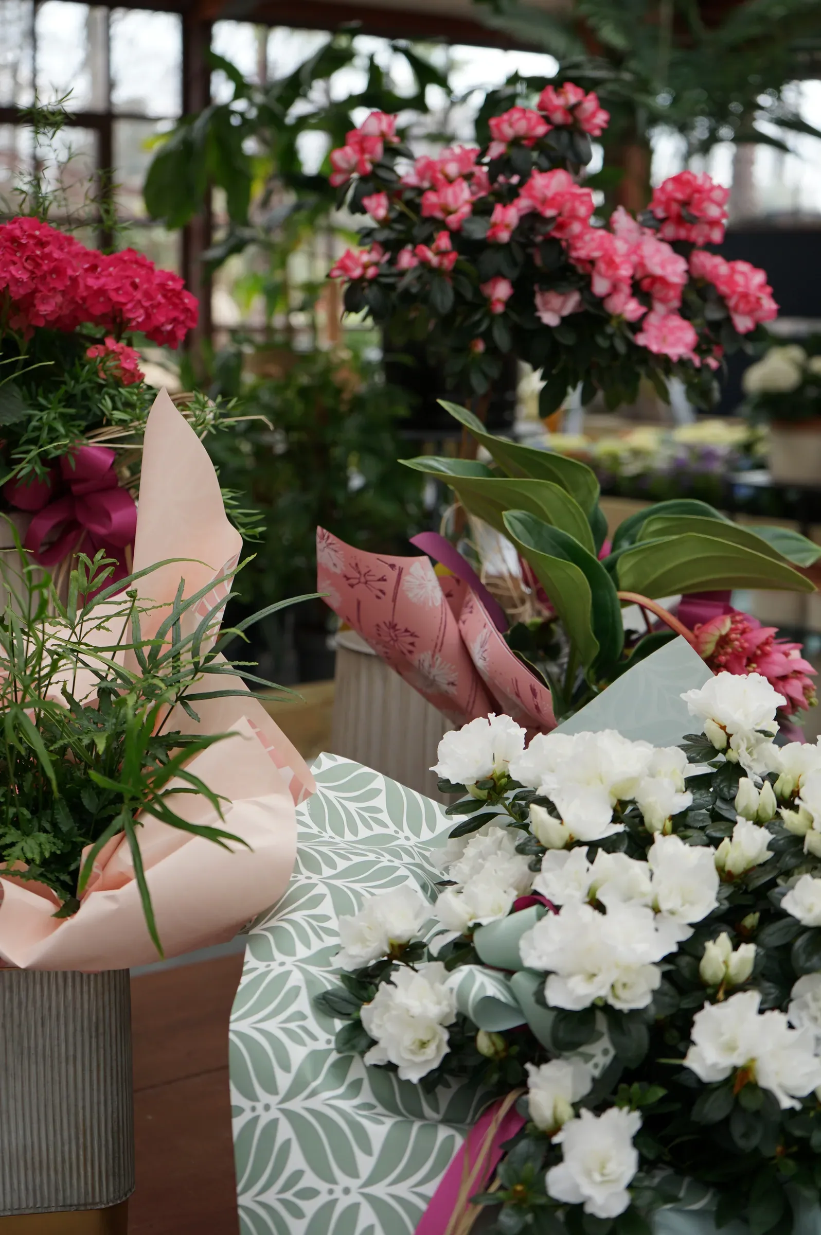 Azalee bianche e rosa incartate sul banco della serra, pronte da regalare