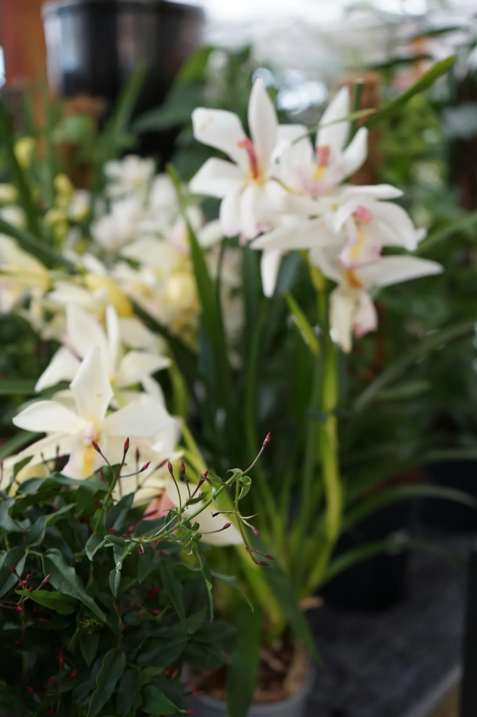 Orchidee dai fiori bianchi con la gola rosa, viste da vicino fra le foglie lunghe