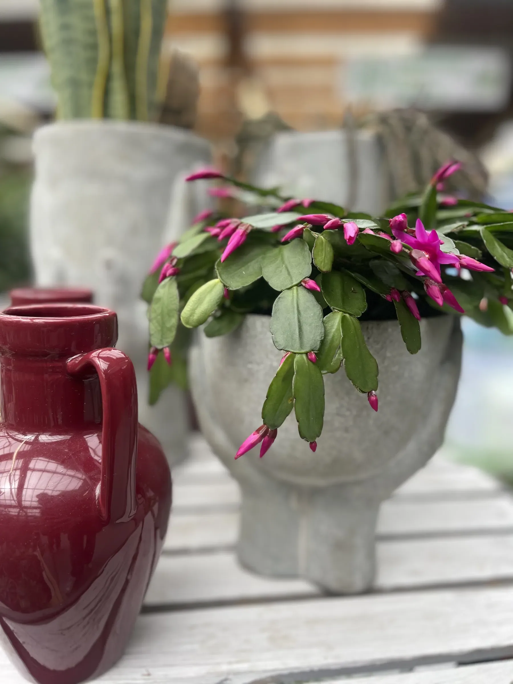 Cactus di Natale fiorito fucsia in un vaso di cemento, accanto a una brocca smaltata bordeaux