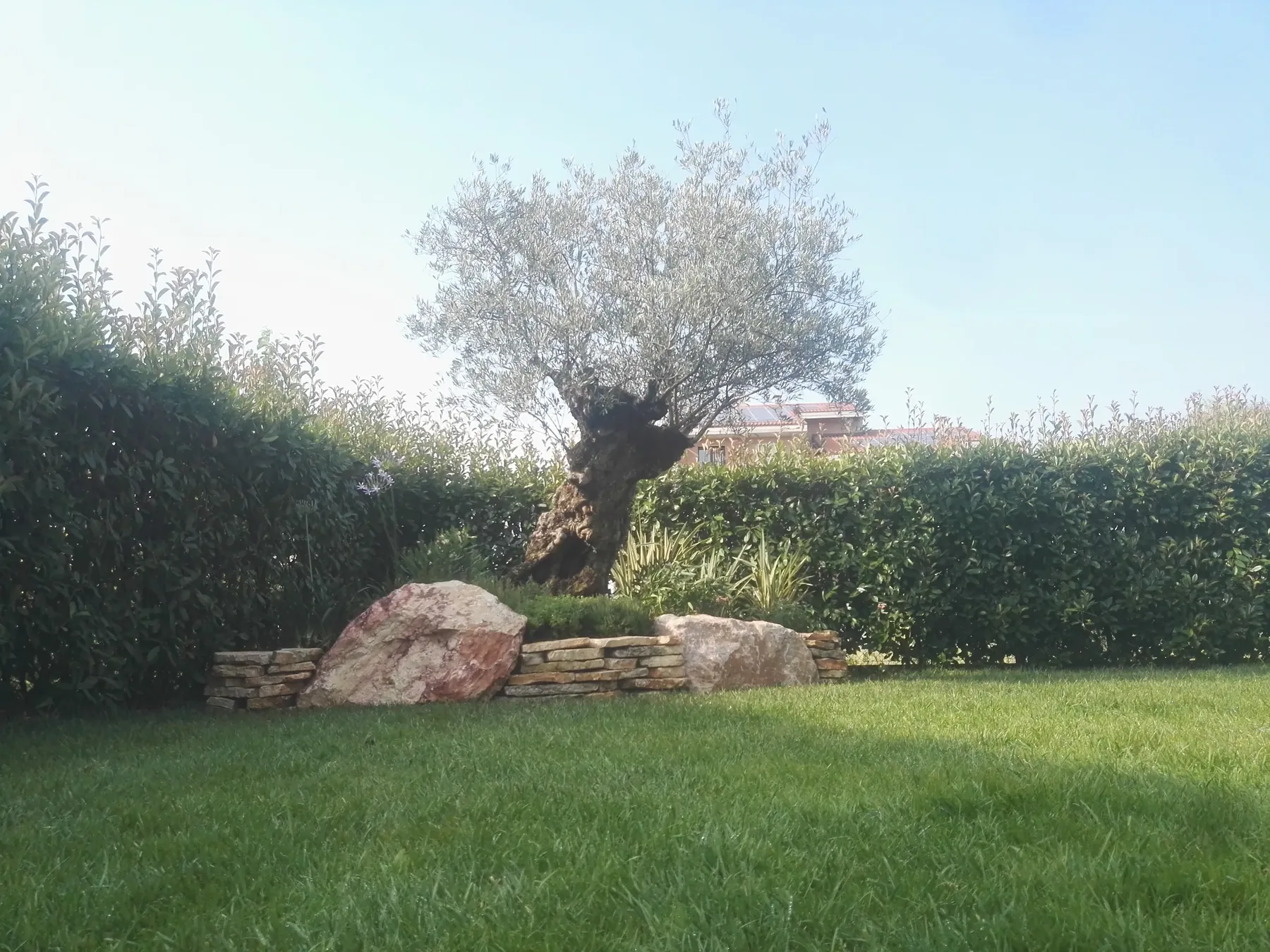 Prato chiuso da una siepe alta e fitta, con un olivo e grandi massi rosati al centro dell'aiuola