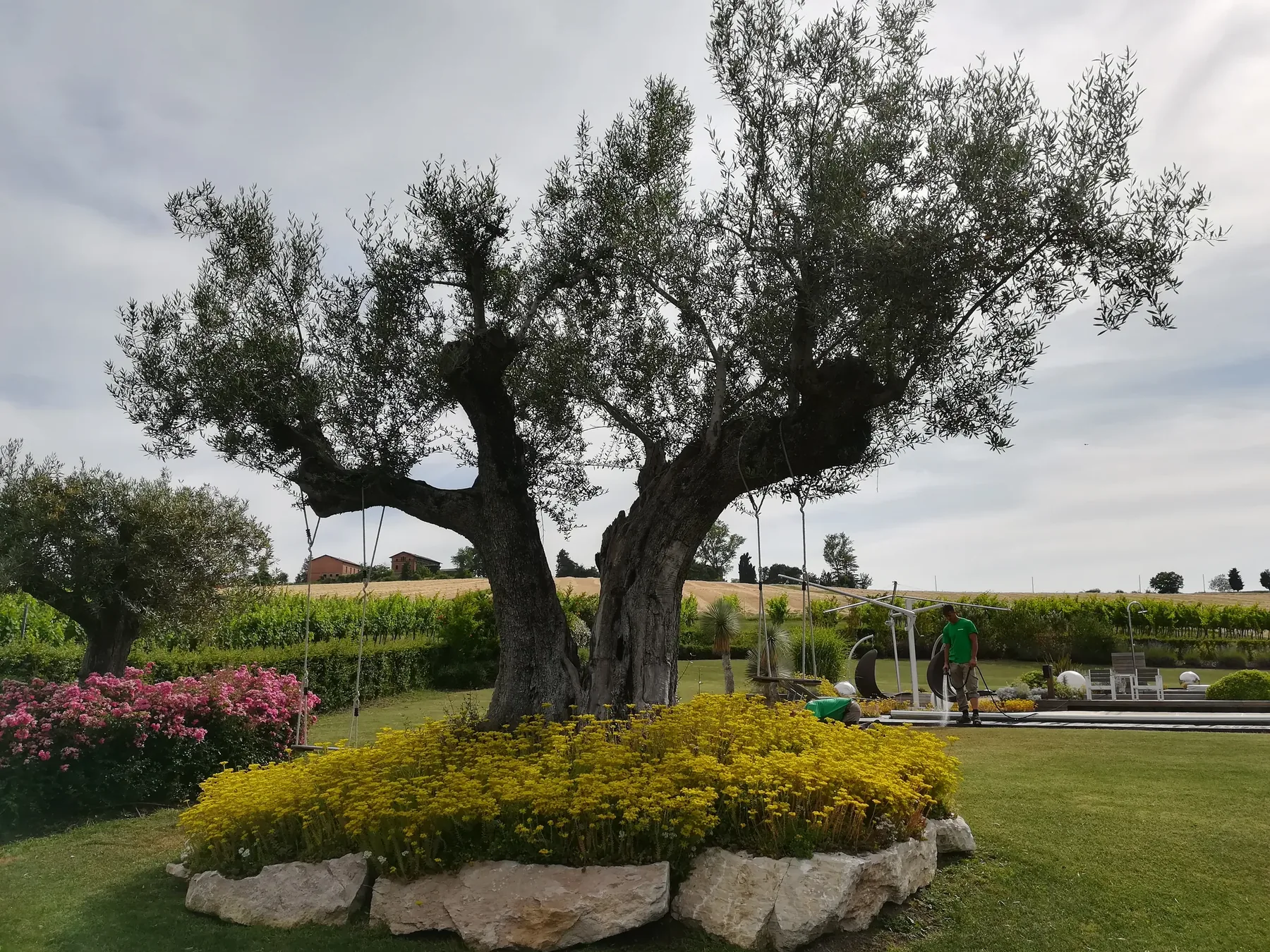 Olivo secolare su un'aiuola tonda di fiori gialli bordata di massi bianchi, con due giardinieri in maglietta verde che bagnano e sistemano il giardino dietro