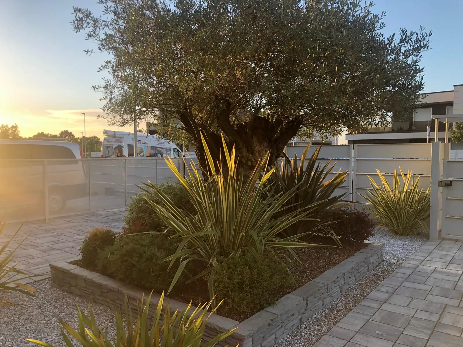 Olivo secolare su un'aiuola rialzata in blocchi di pietra, con phormium e graminacee, controluce al tramonto