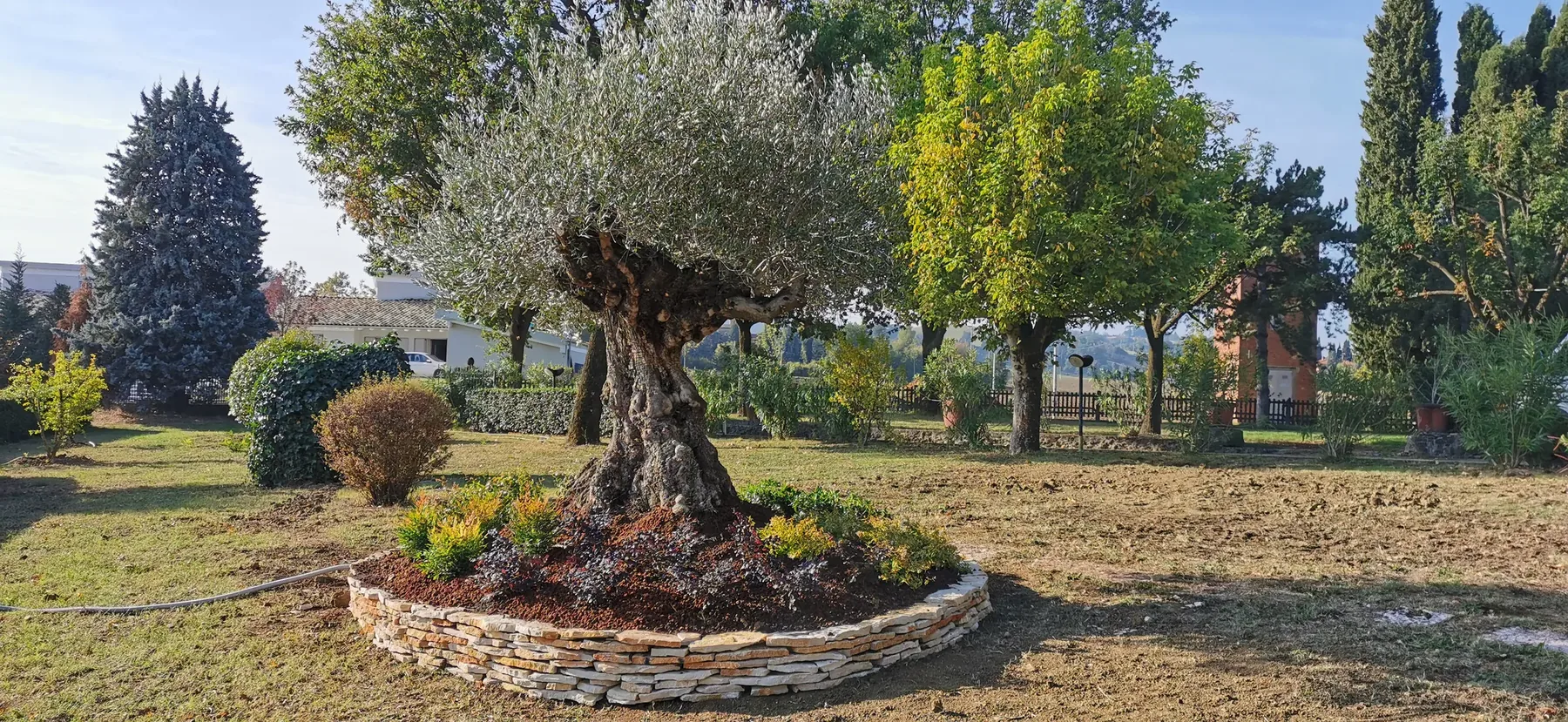 Olivo secolare in un'aiuola rotonda bordata di pietre, al centro di un terreno ancora spoglio