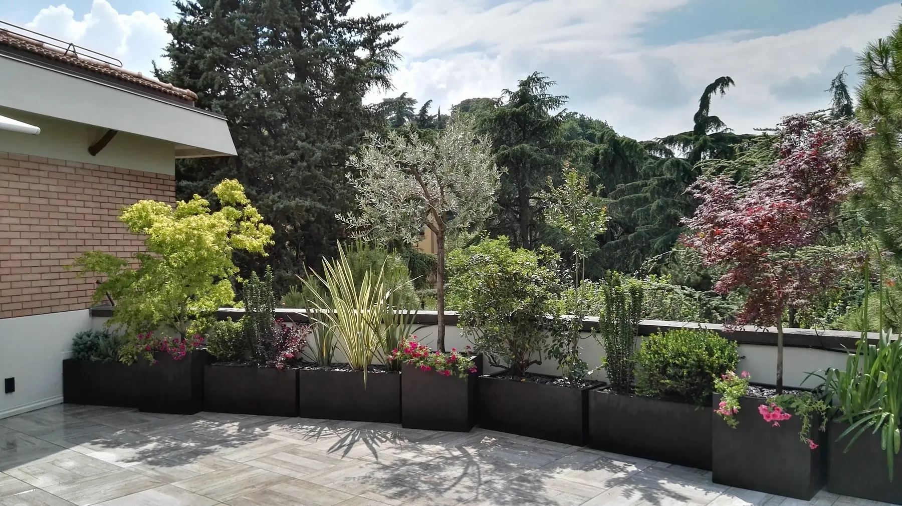 Fila di fioriere scure con aceri, un olivo, graminacee e fiori lungo il parapetto di un terrazzo, con i pini alle spalle