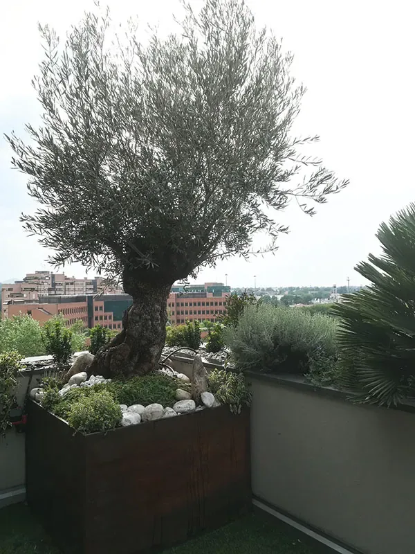 Olivo secolare in una fioriera scura con ciottoli bianchi ai piedi, su un terrazzo davanti ai tetti della città