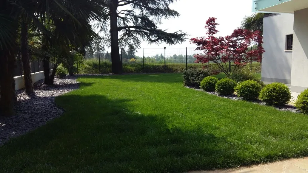 Prato dal bordo curvo contro un'aiuola di ardesia scura, con sfere di bosso, palme e un acero rosso accanto alla casa