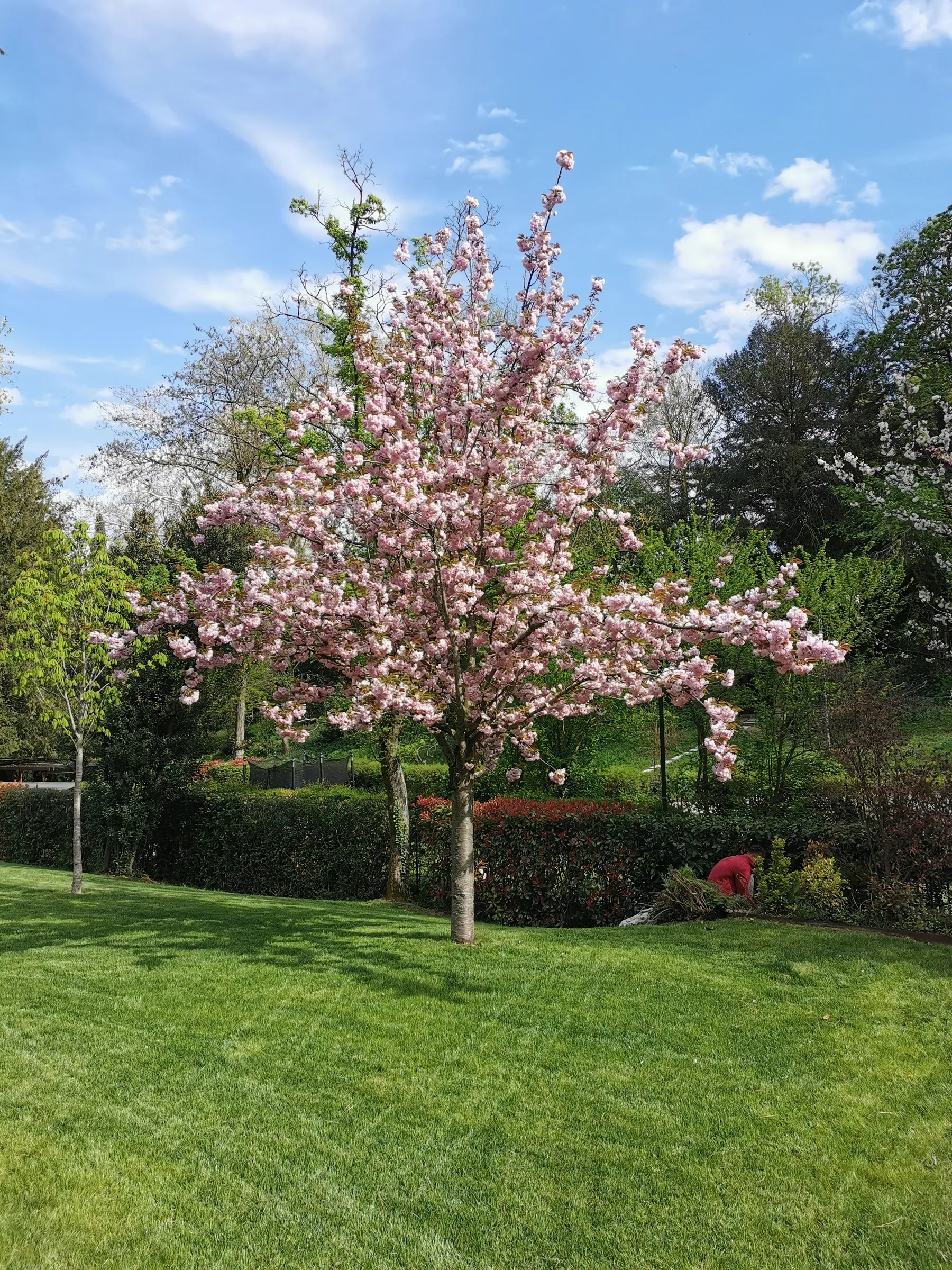 Albero in piena fioritura rosa in mezzo al prato, davanti a una siepe e ad alberi alti