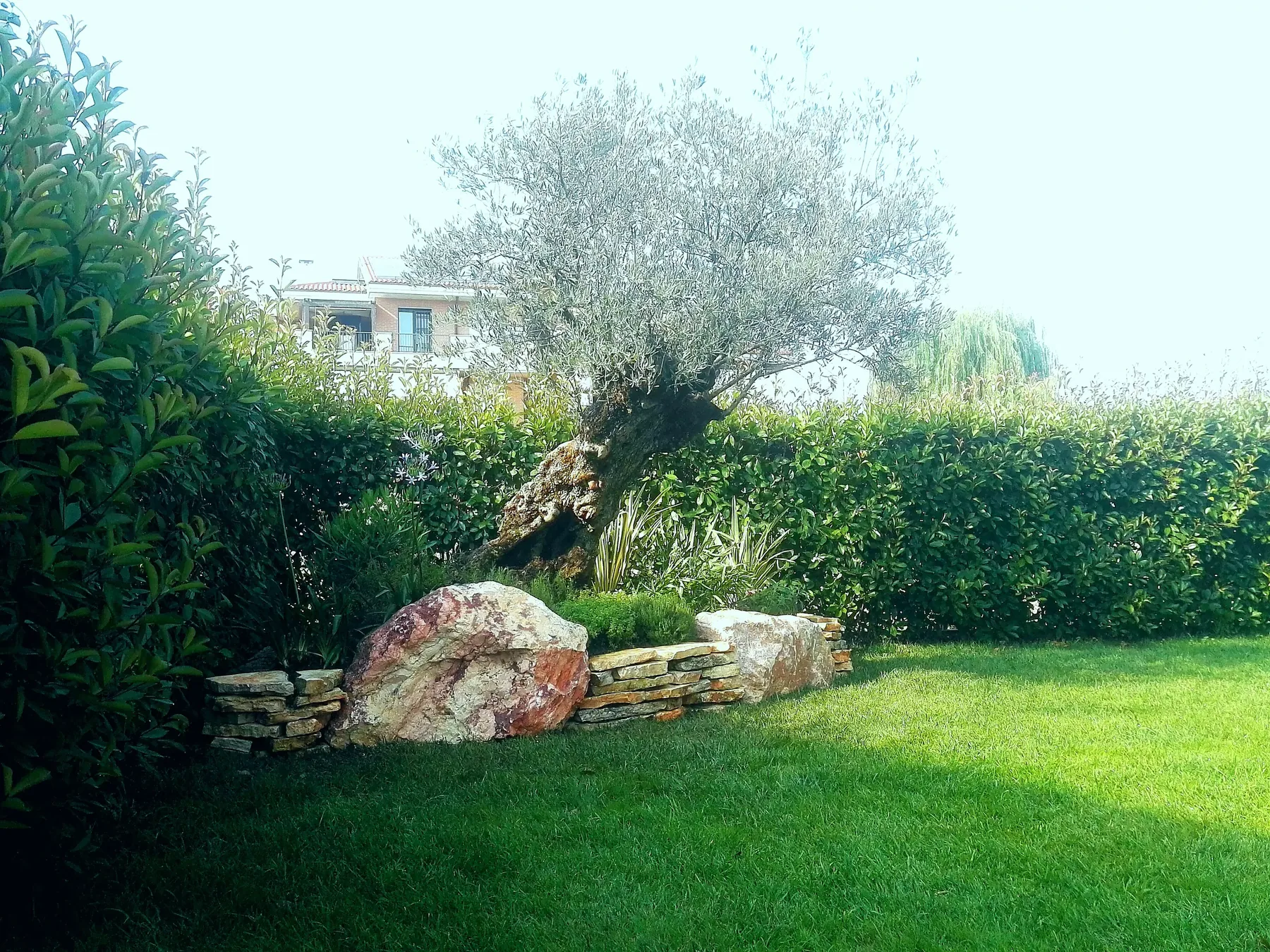 Olivo secolare su un'aiuola rialzata con massi e muretto in pietra, davanti a una siepe di lauro, al margine del prato