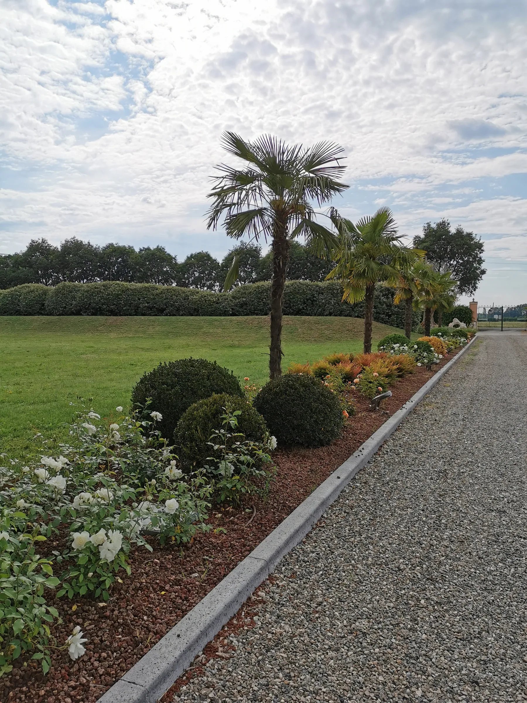 Bordura di rose bianche, sfere di bosso e palme lungo un viale di ghiaia, accanto a un grande prato