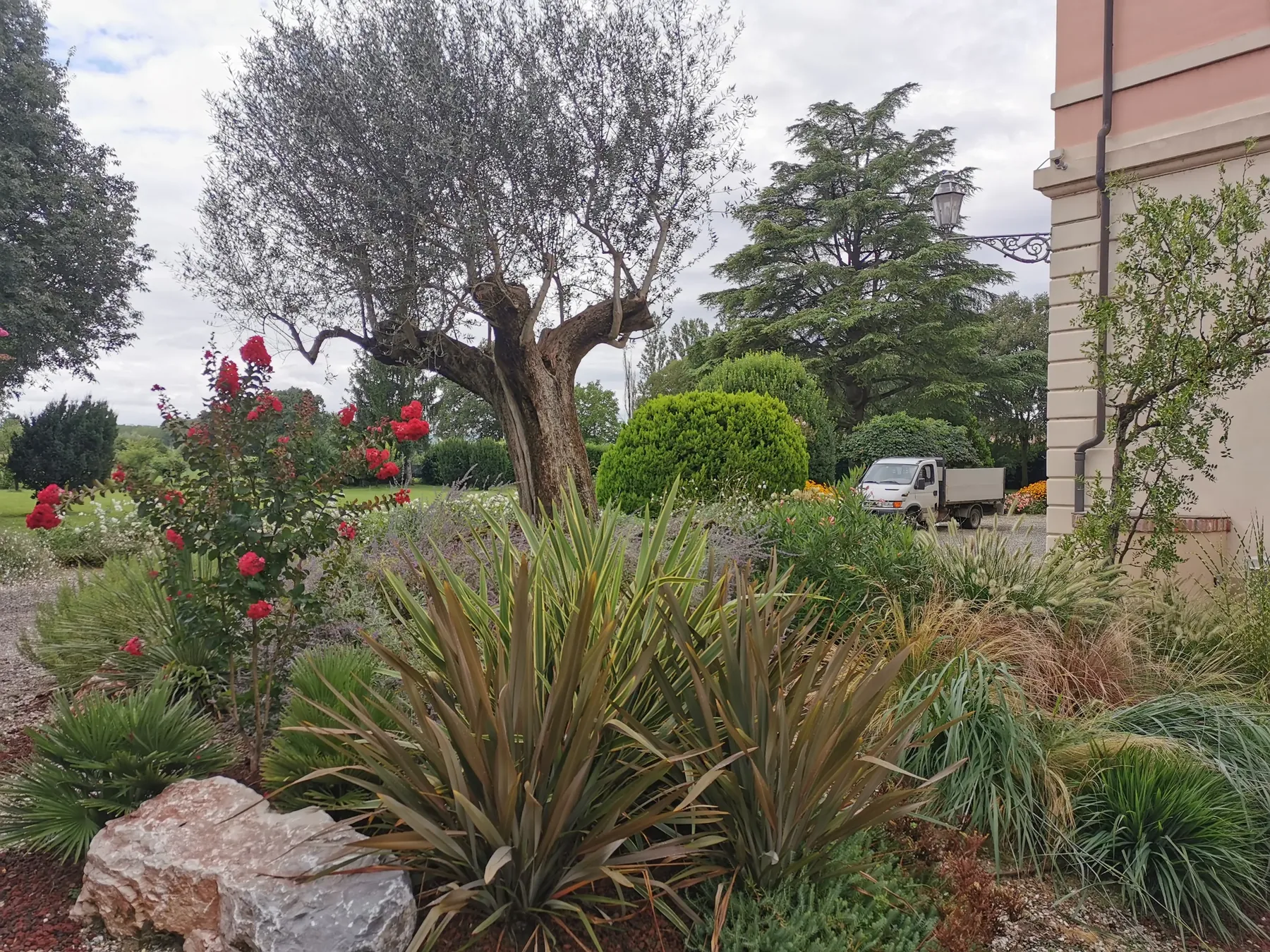 Olivo secolare con un rosaio a fiori rossi, phormium e graminacee in un'aiuola con massi, accanto a una villa
