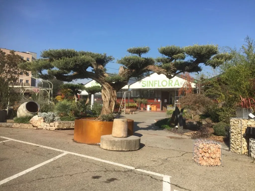 Olivi potati a nuvole in grandi fioriere di acciaio corten nel piazzale del garden Sinflora, davanti all'ingresso