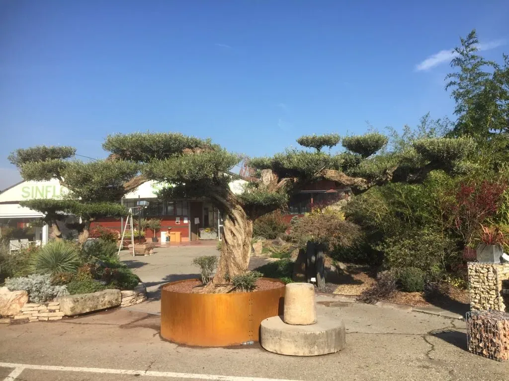 Olivo dal tronco ritorto potato a nuvole in una fioriera tonda in corten, con altri olivi a nuvole e il garden Sinflora sul fondo