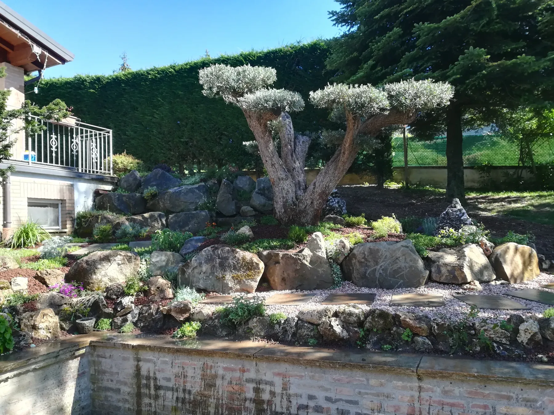 Olivo potato a nuvole sopra un giardino roccioso di massi e piante tappezzanti, davanti a una siepe alta