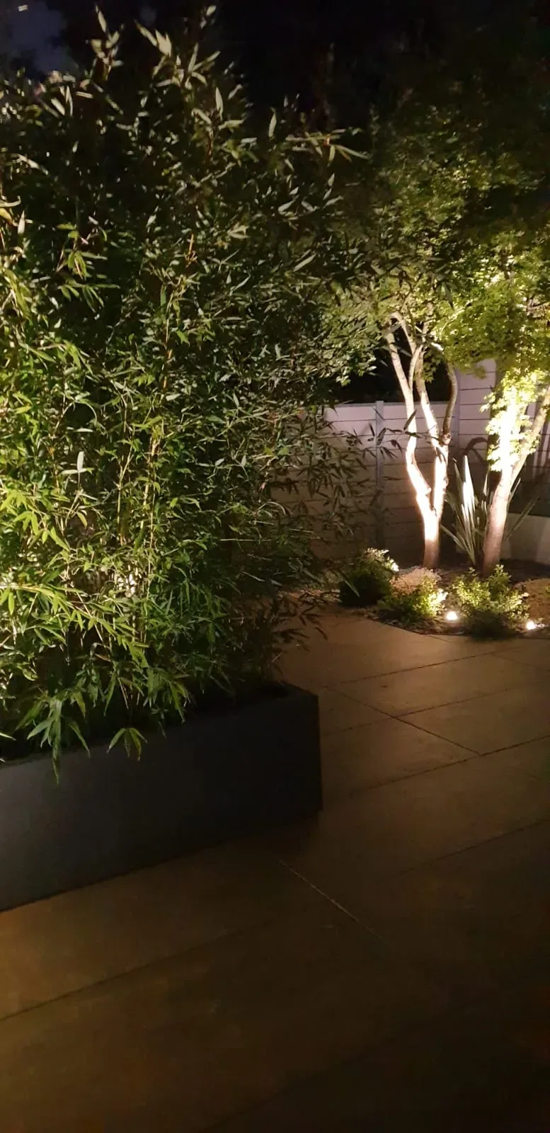 Bambù in una fioriera e un albero a più tronchi illuminati dal basso su un terrazzo, di sera