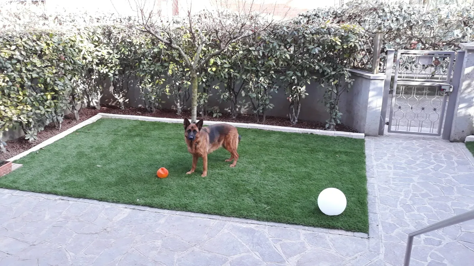 Pastore tedesco con una pallina arancione su un rettangolo di prato sintetico, in un cortile lastricato chiuso da una siepe e un cancelletto