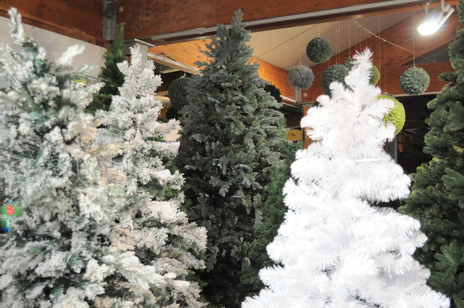 Abeti sintetici innevati e verdi accanto a un albero tutto bianco