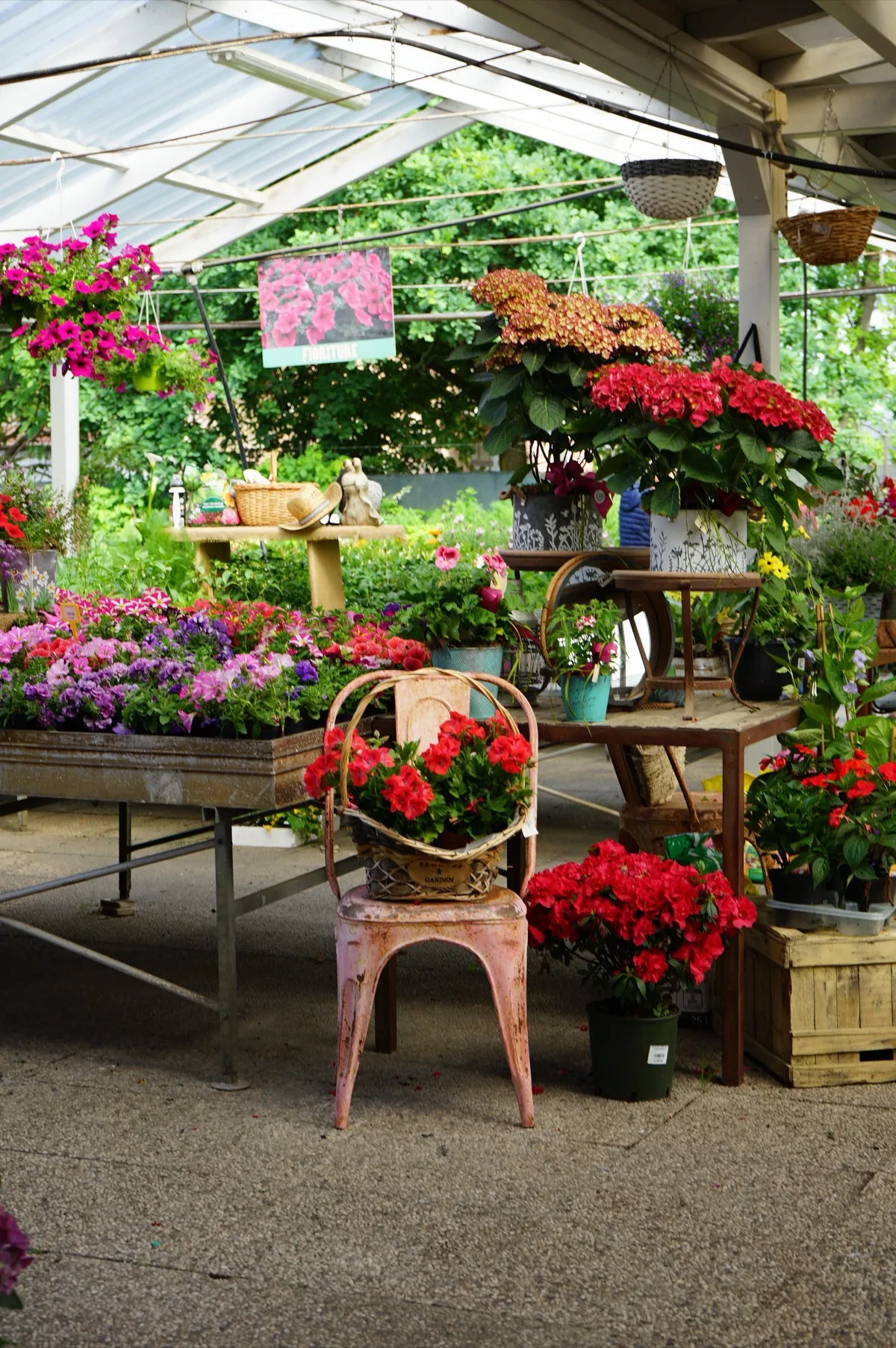La corsia sotto la tettoia con i banchi di petunie e surfinie viola e rosa, le azalee rosse in vaso e un cesto di fiori appoggiato su una sedia in metallo
