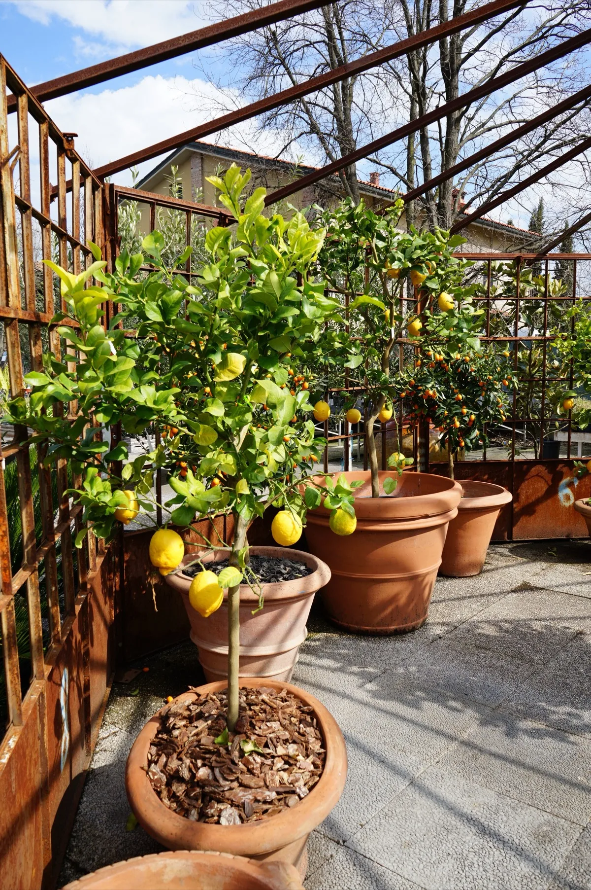 Limoni e kumquat in vasi di terracotta sotto la pergola in ferro, all'aperto, con cielo sereno