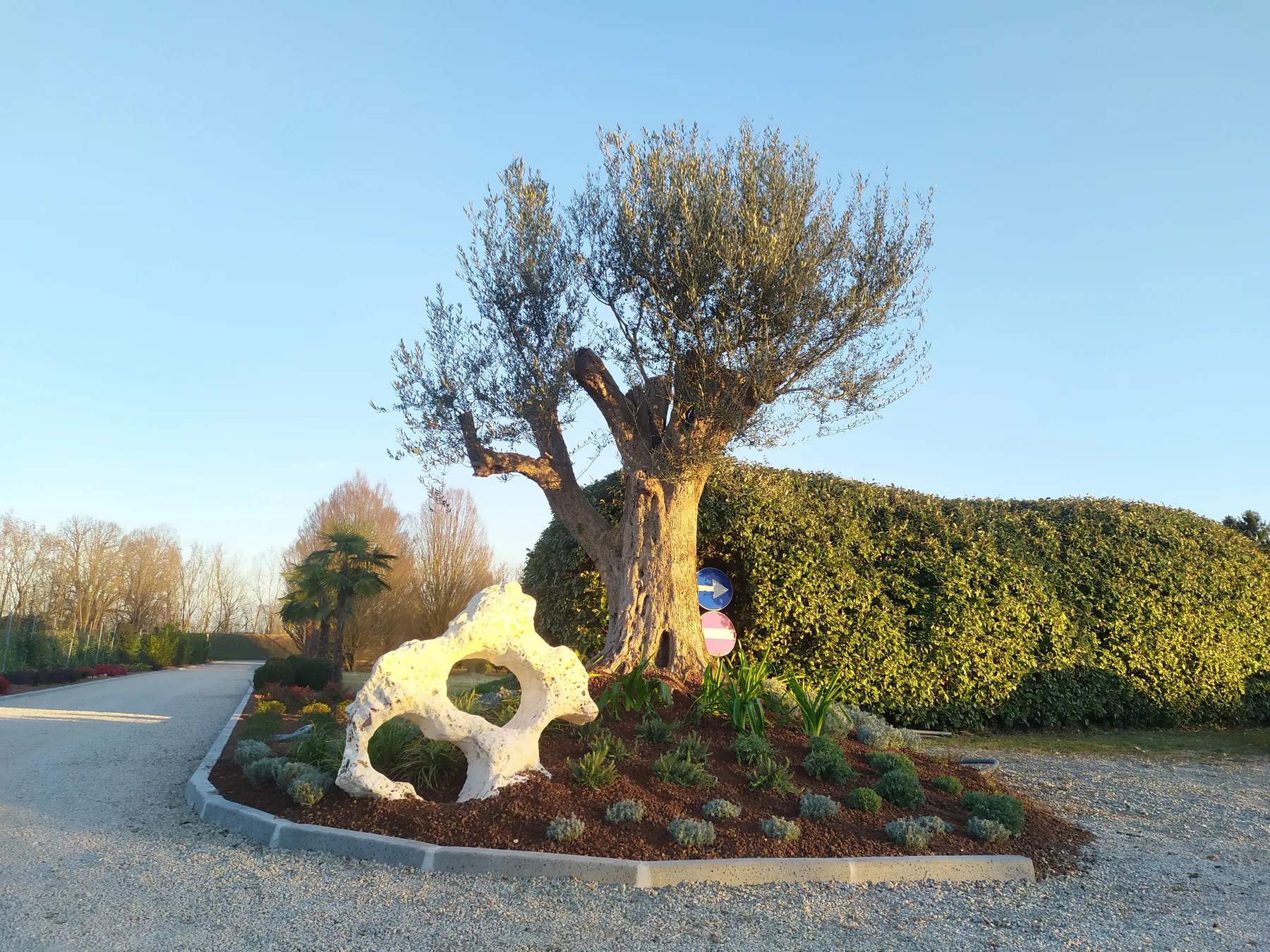 Olivo secolare con una roccia bianca traforata in un'aiuola, davanti a una siepe alta, nella luce del pomeriggio