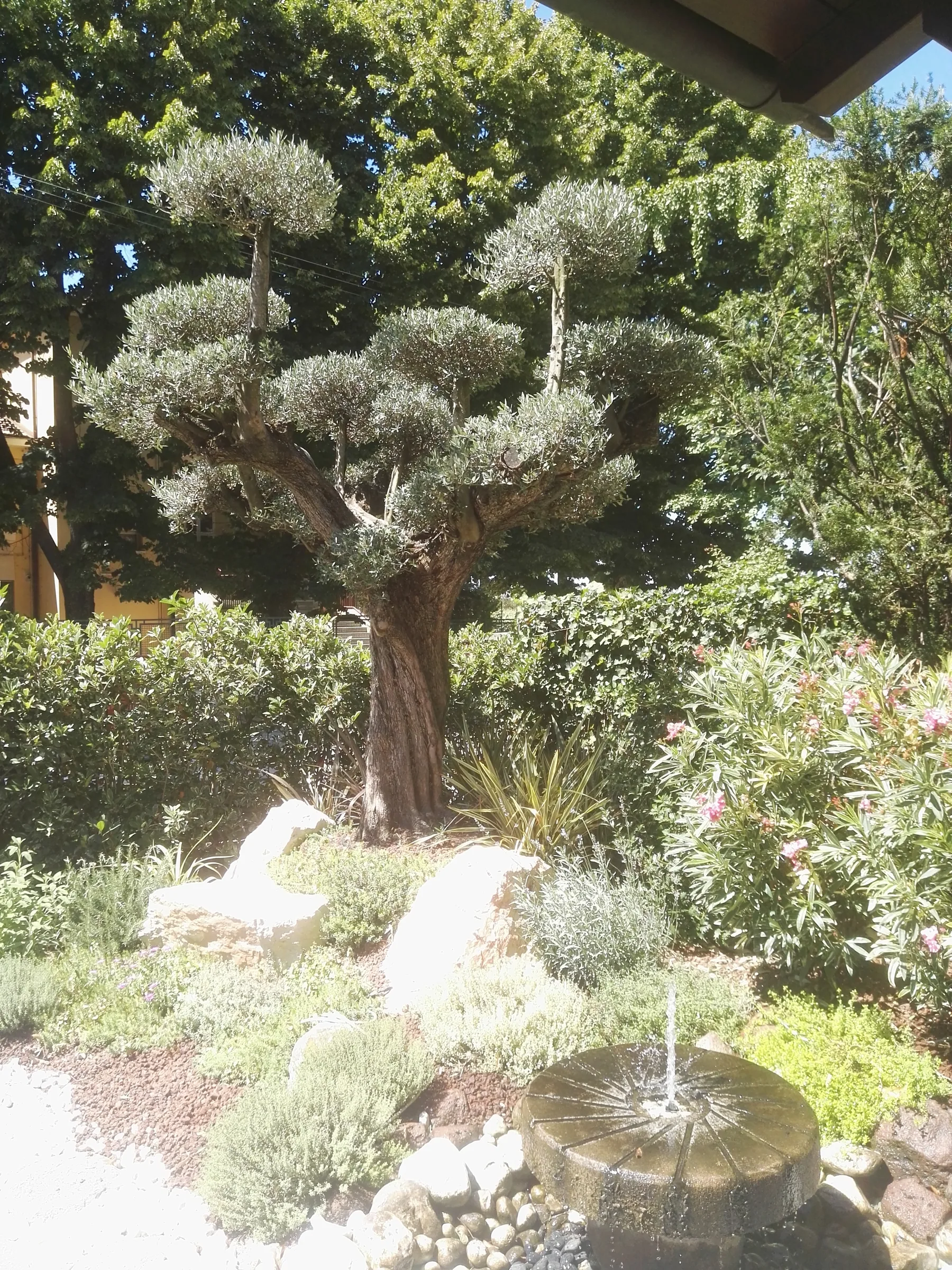 Olivo potato a nuvola in un giardino roccioso, con una fontana a macina in pietra