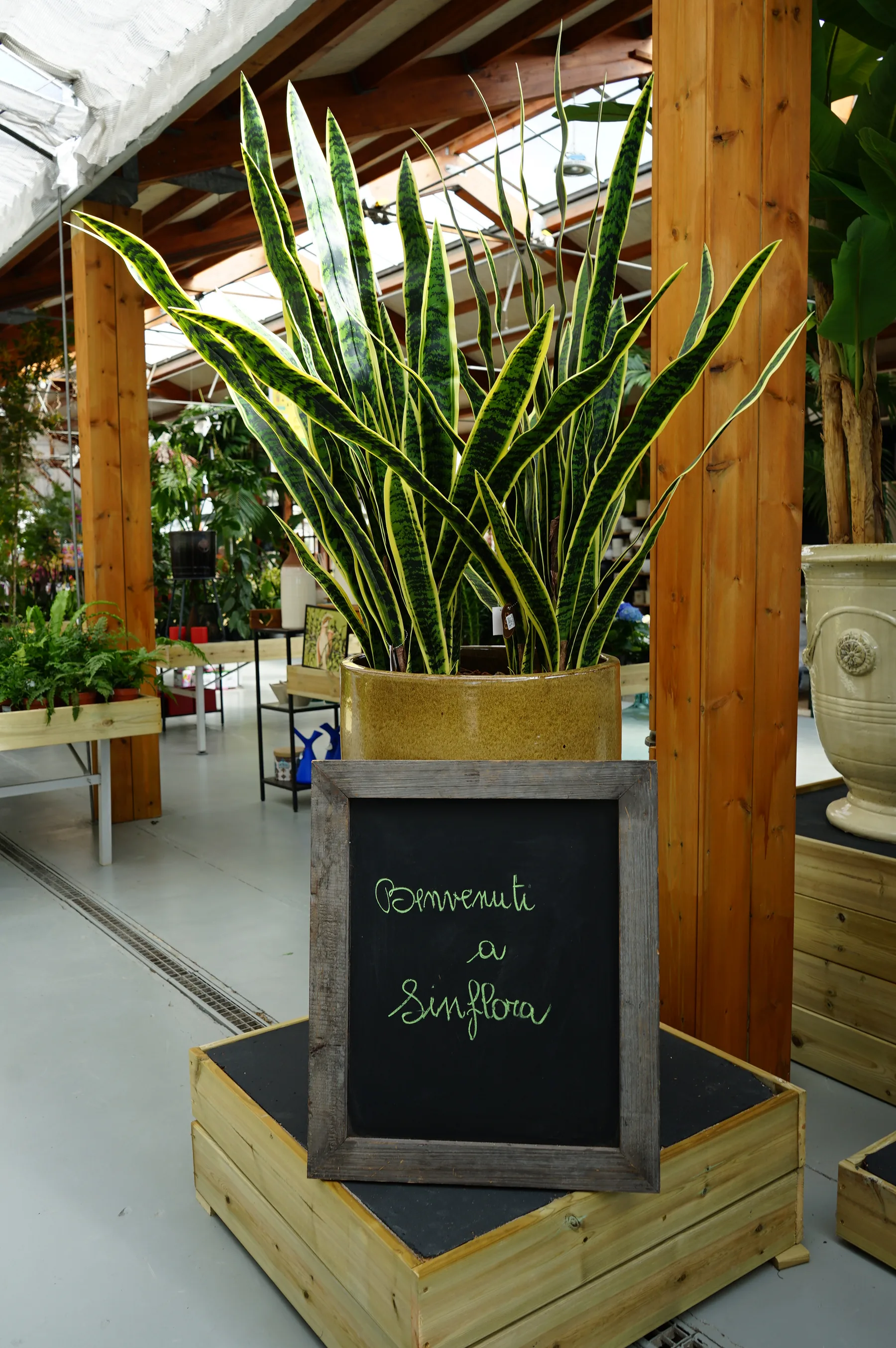 Sansevieria in un vaso dorato su una pedana di legno, con la lavagna «Benvenuti a Sinflora»