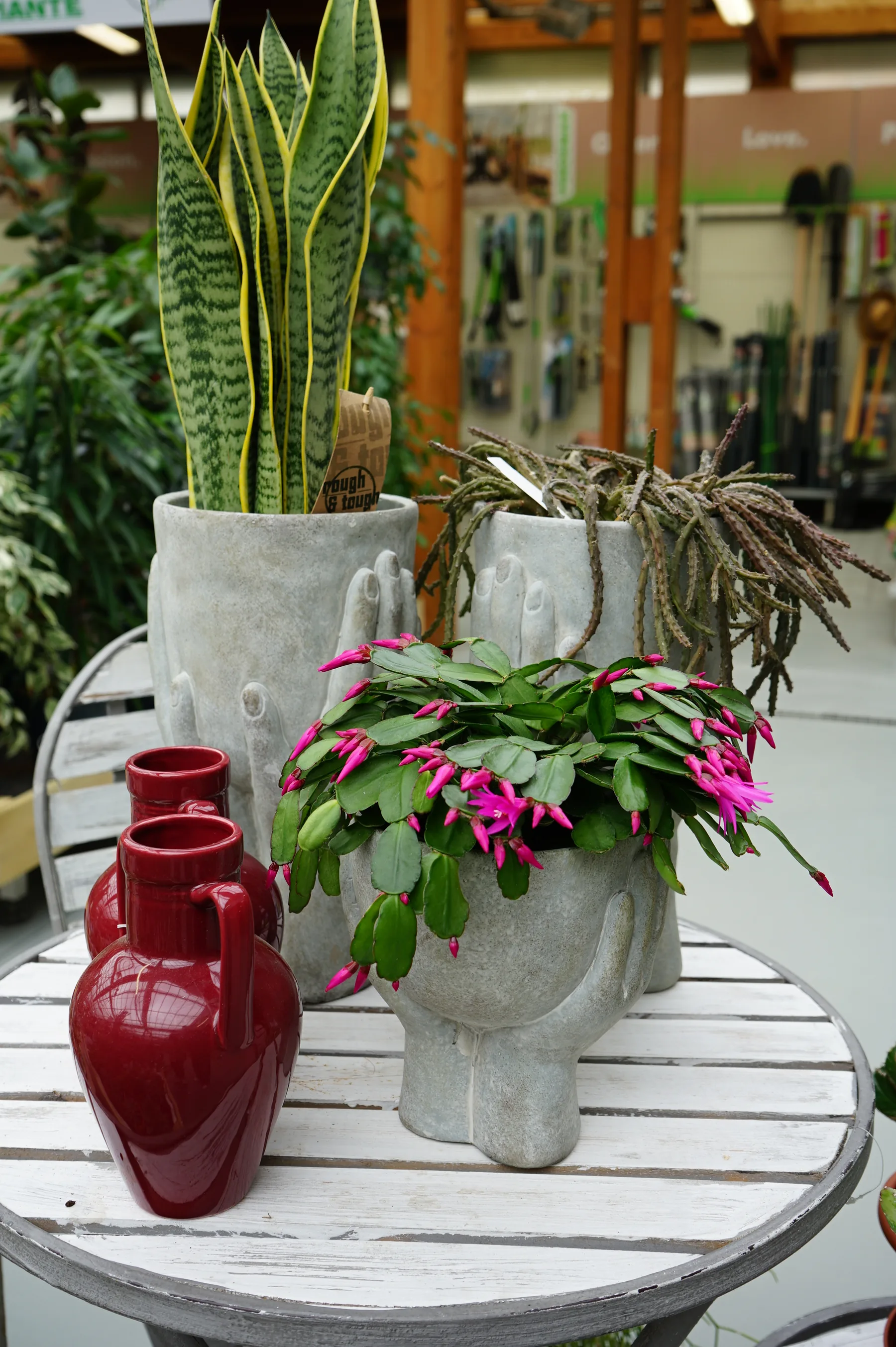 Sansevieria in un vaso di cemento, una pianta grassa fiorita fucsia e due anfore rosse su un tavolino bianco