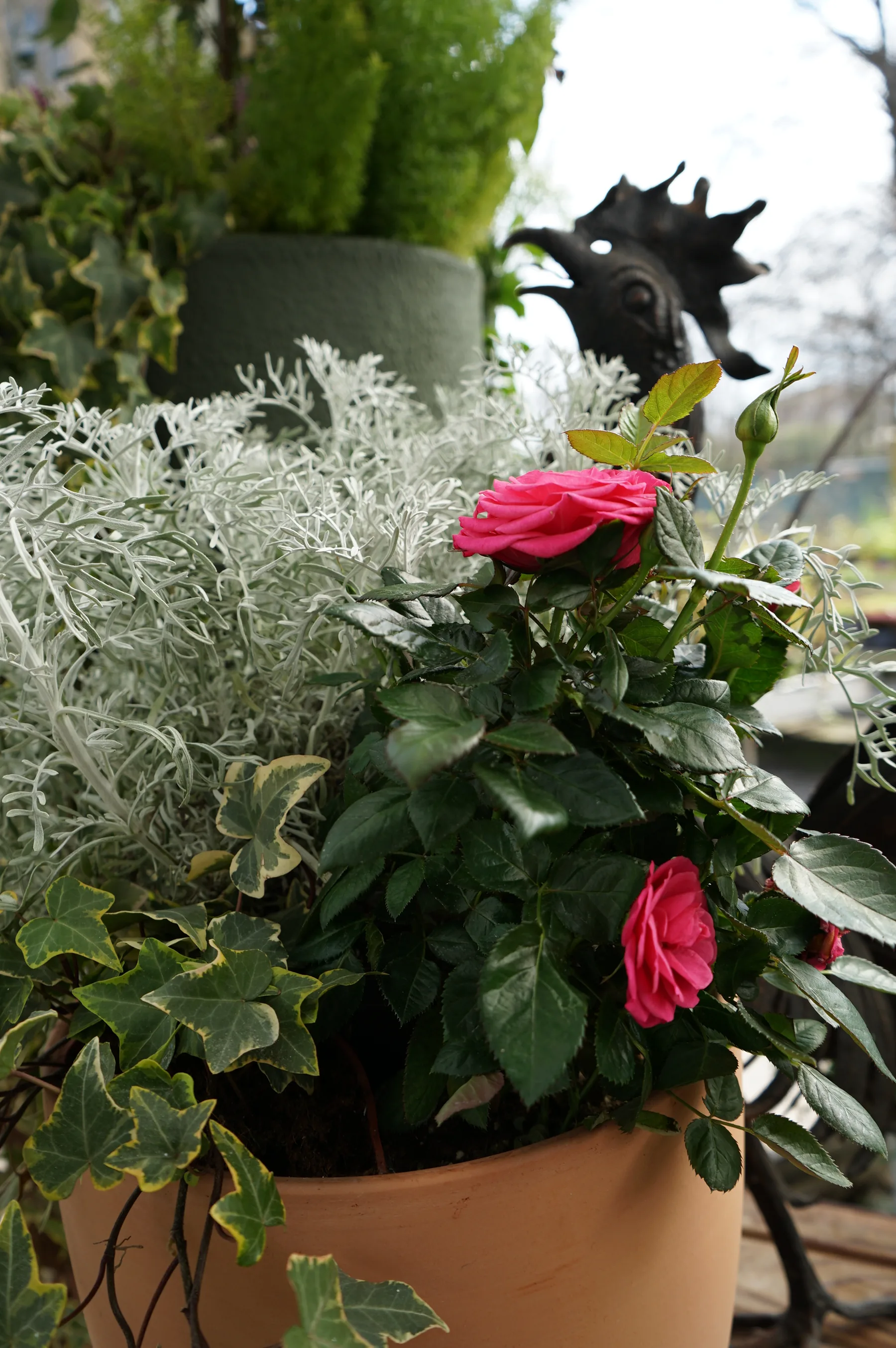 Rosa rossa in un vaso di terracotta con cineraria argentata ed edera variegata