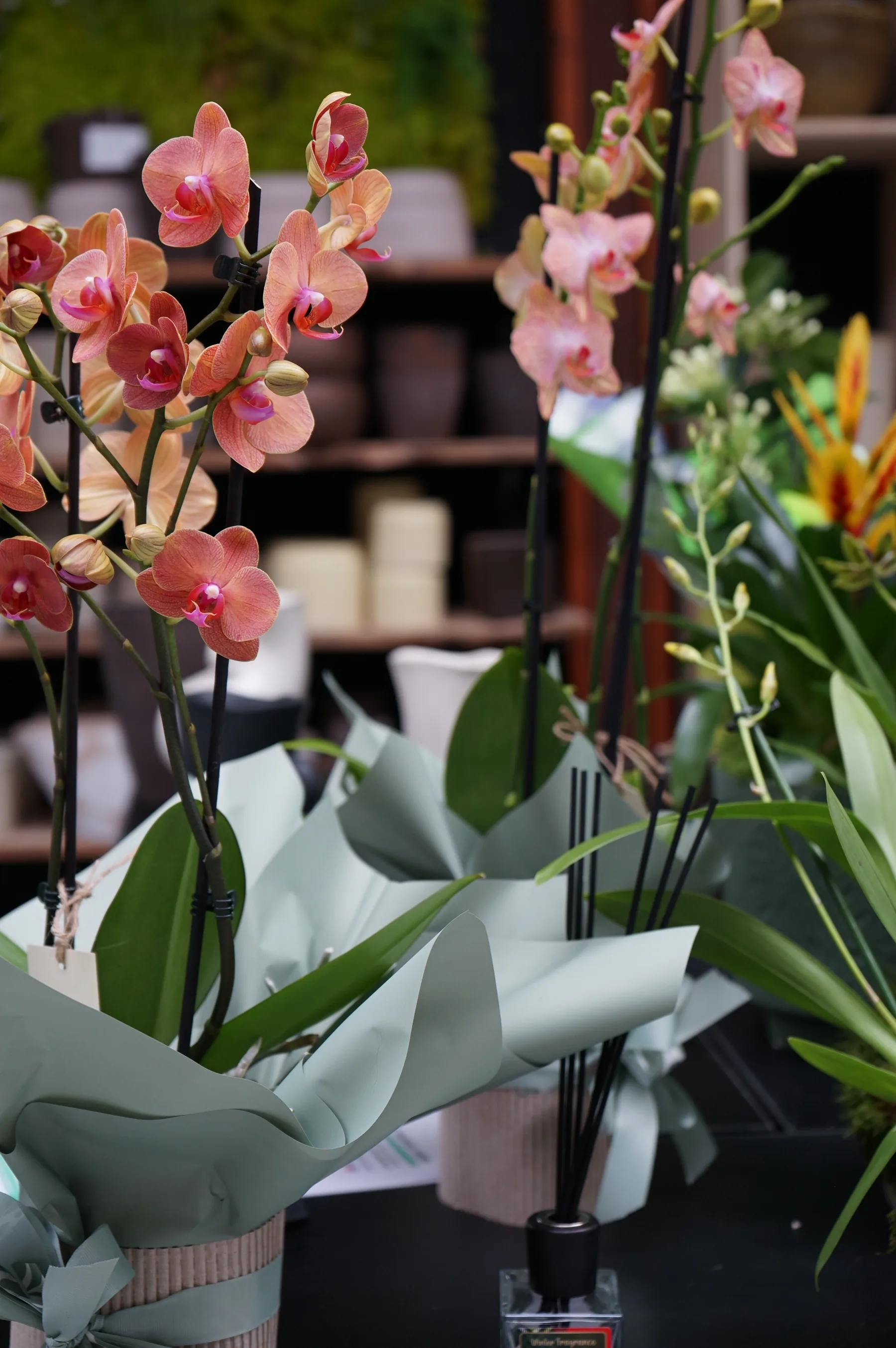 Orchidee phalaenopsis rosa e arancio incartate, pronte da regalare
