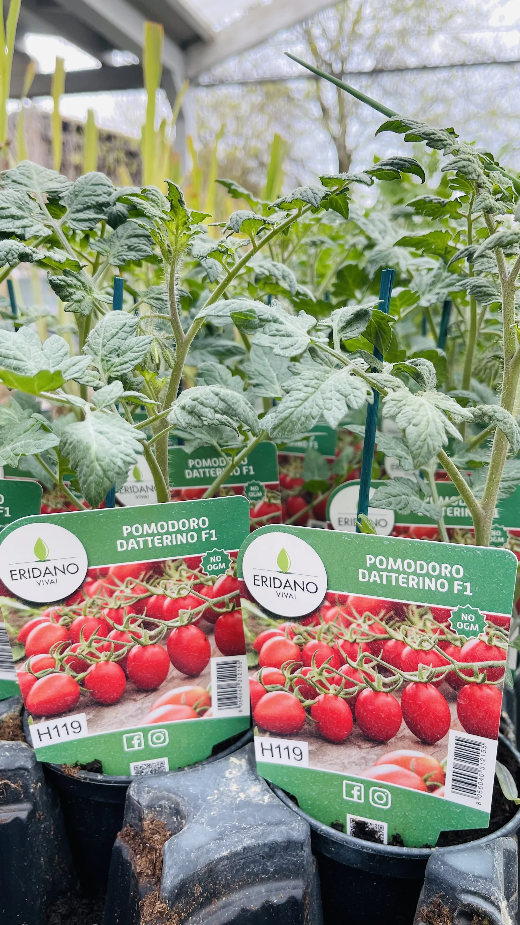 Piantine di pomodoro datterino in vaso, con le etichette illustrate dei frutti
