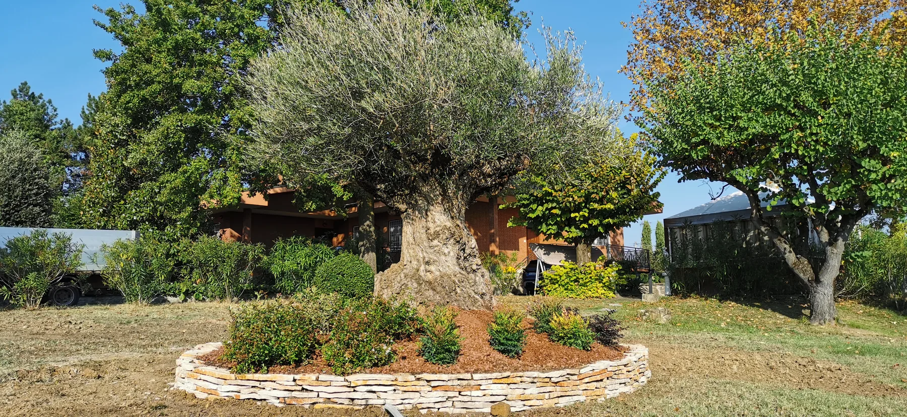 Olivo in un'aiuola rotonda bordata di pietre a secco, con arbusti fioriti ai piedi e altri alberi attorno