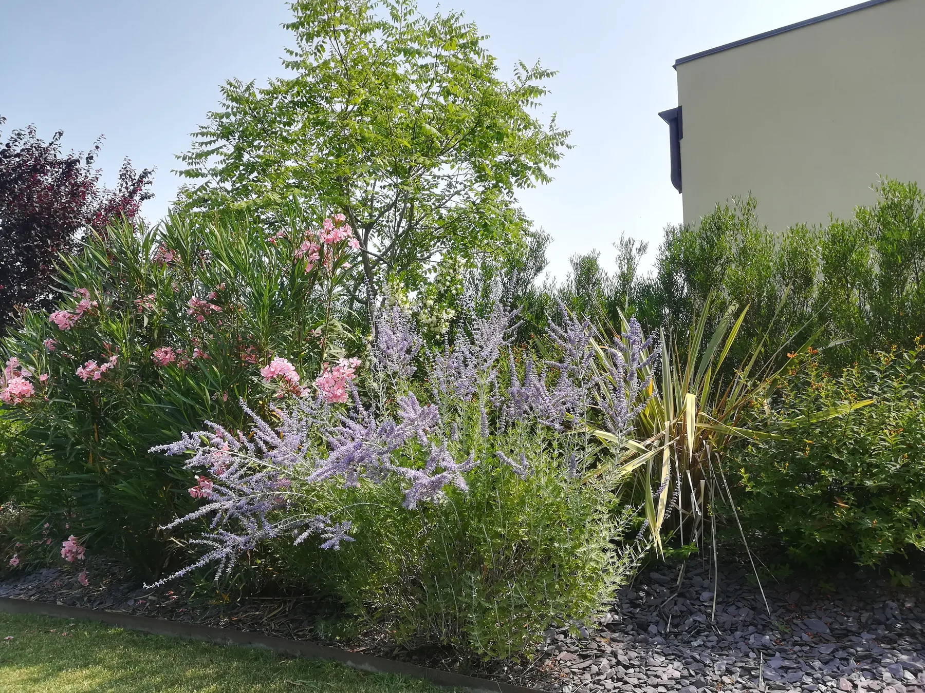 Bordura di oleandri rosa, perovskia e phormium su pacciamatura di ardesia, fra il prato e il muro di casa