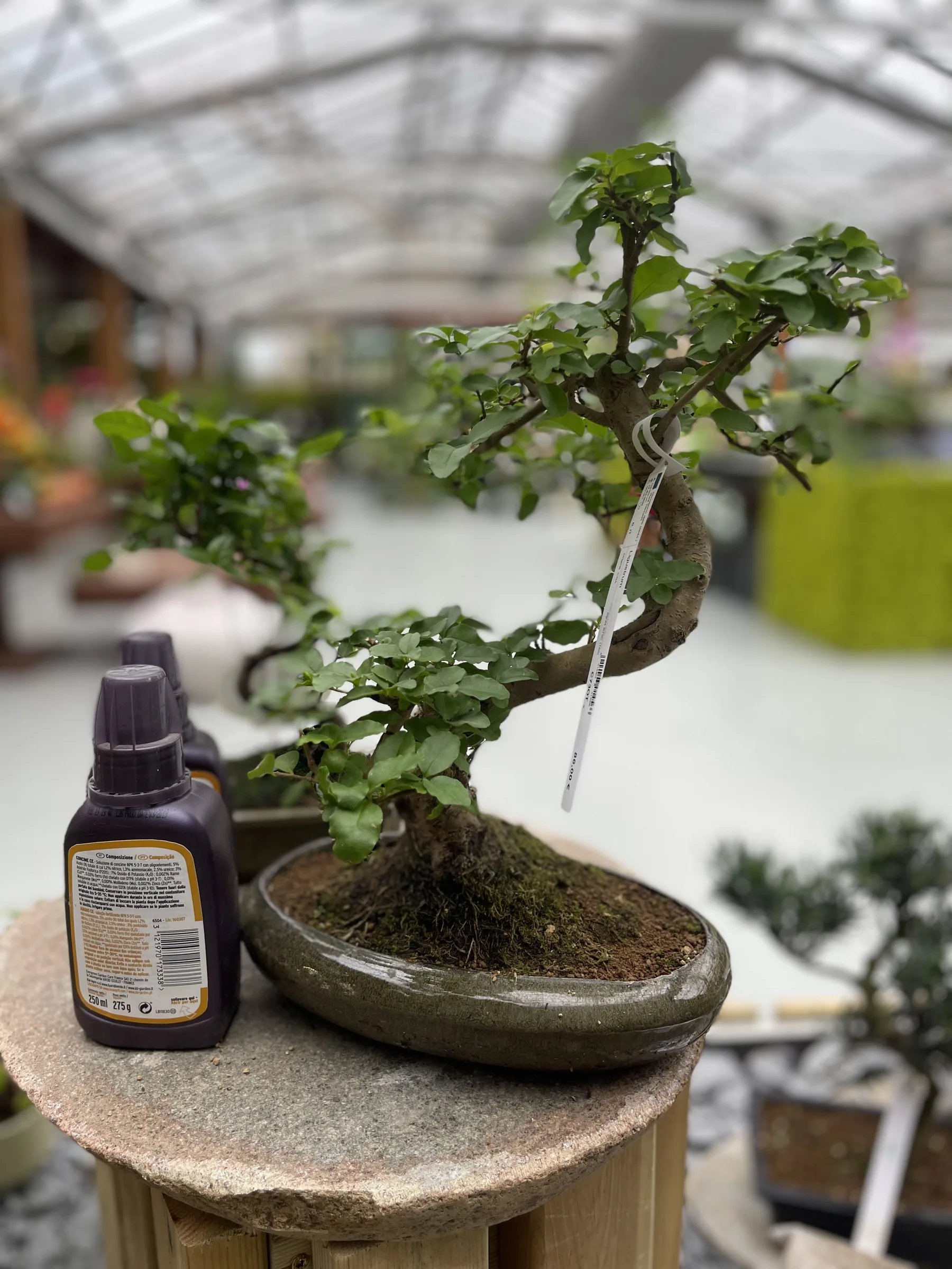 Un bonsai in vaso basso su un piedistallo di pietra, con un flacone di concime liquido appoggiato accanto